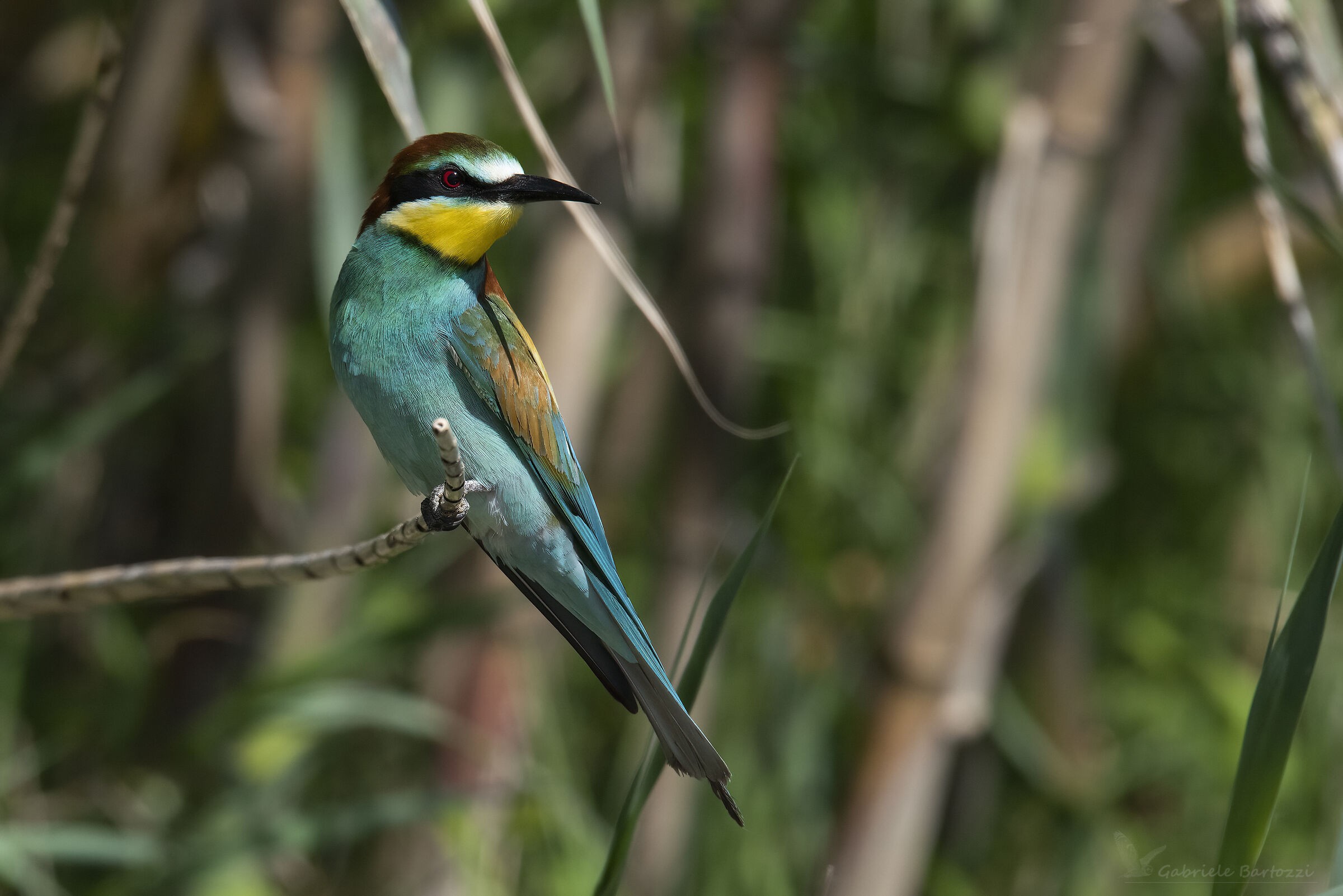 bee-eater