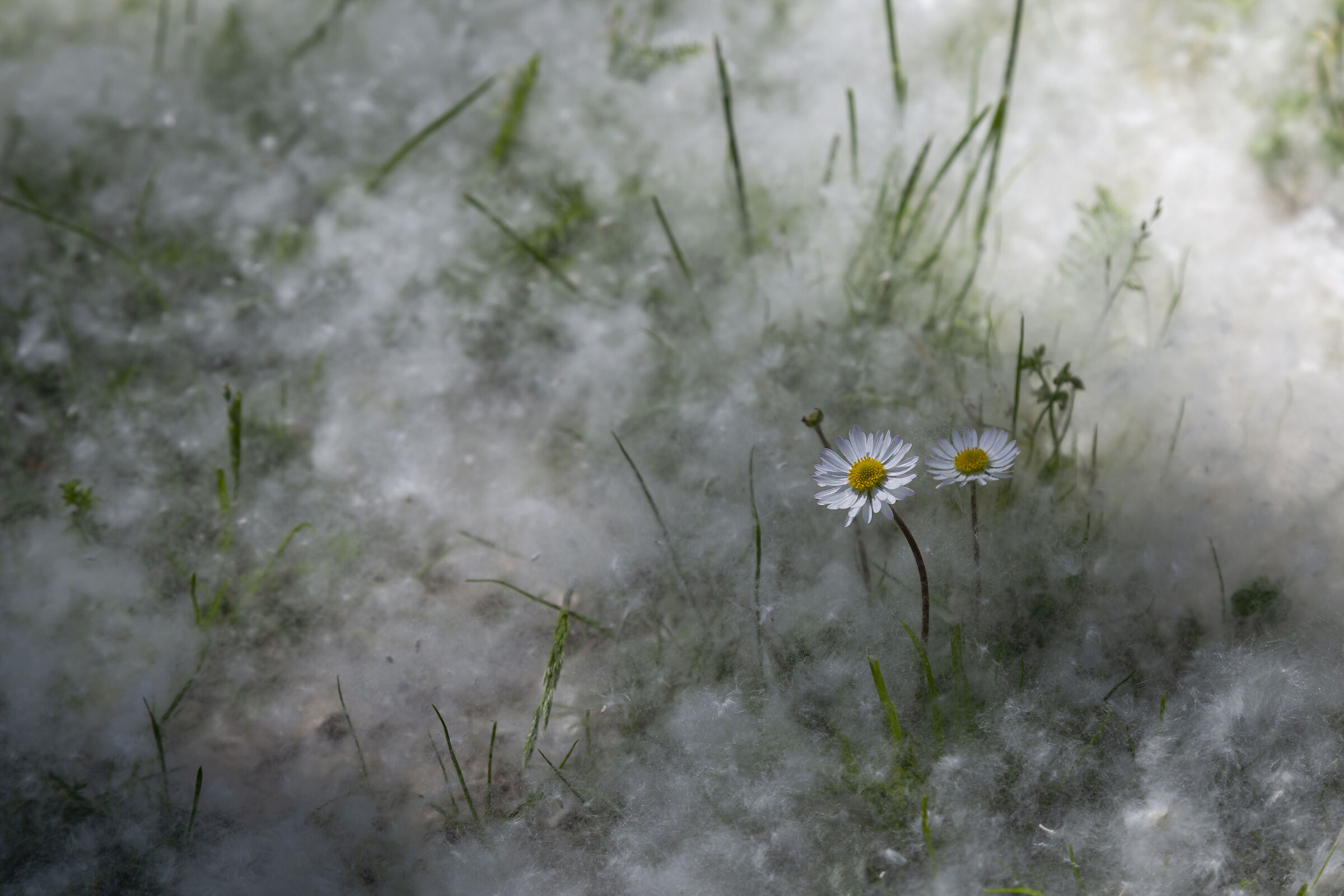 Pratoline, in the Bellis perennis département