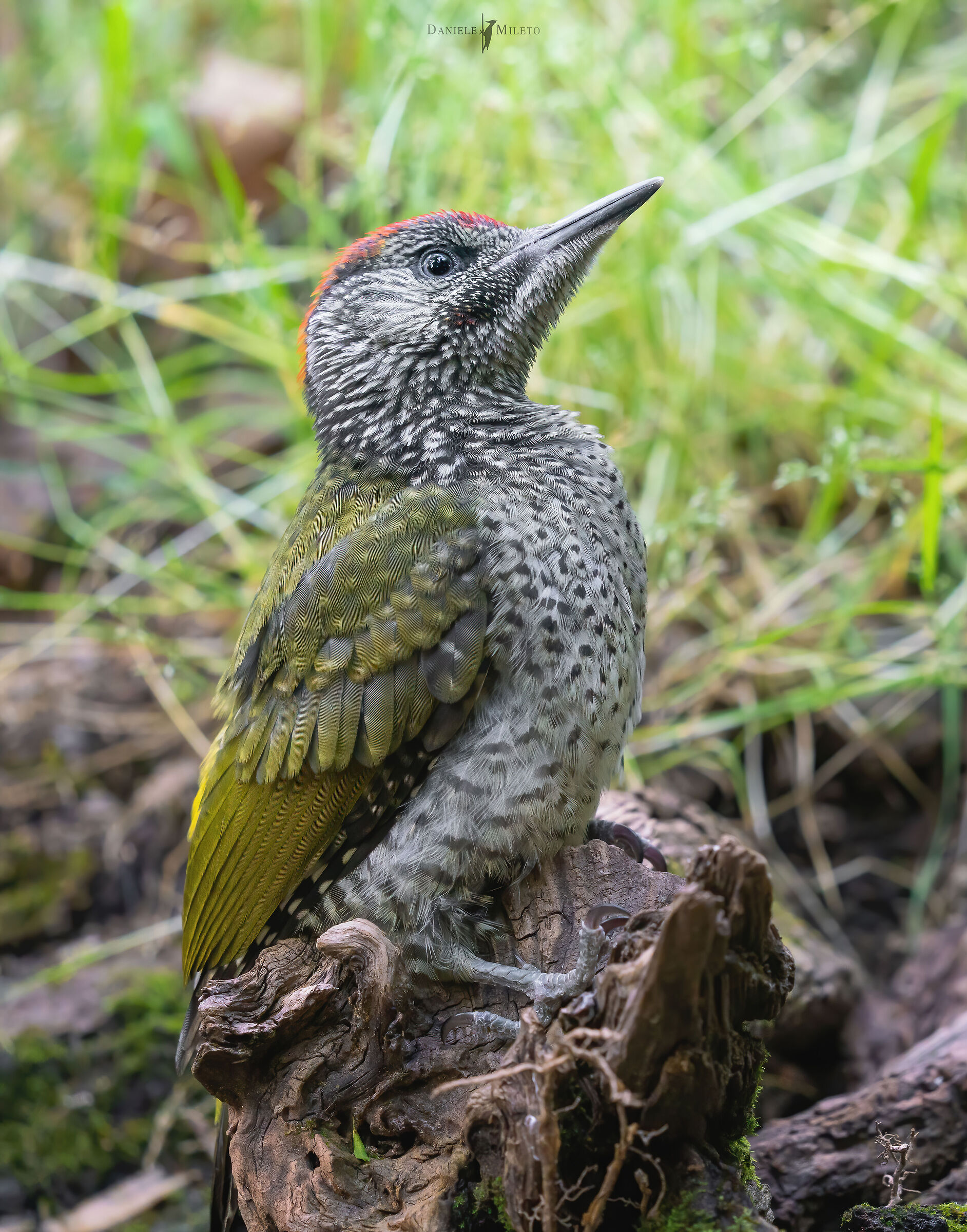 Young Green Woodpecker