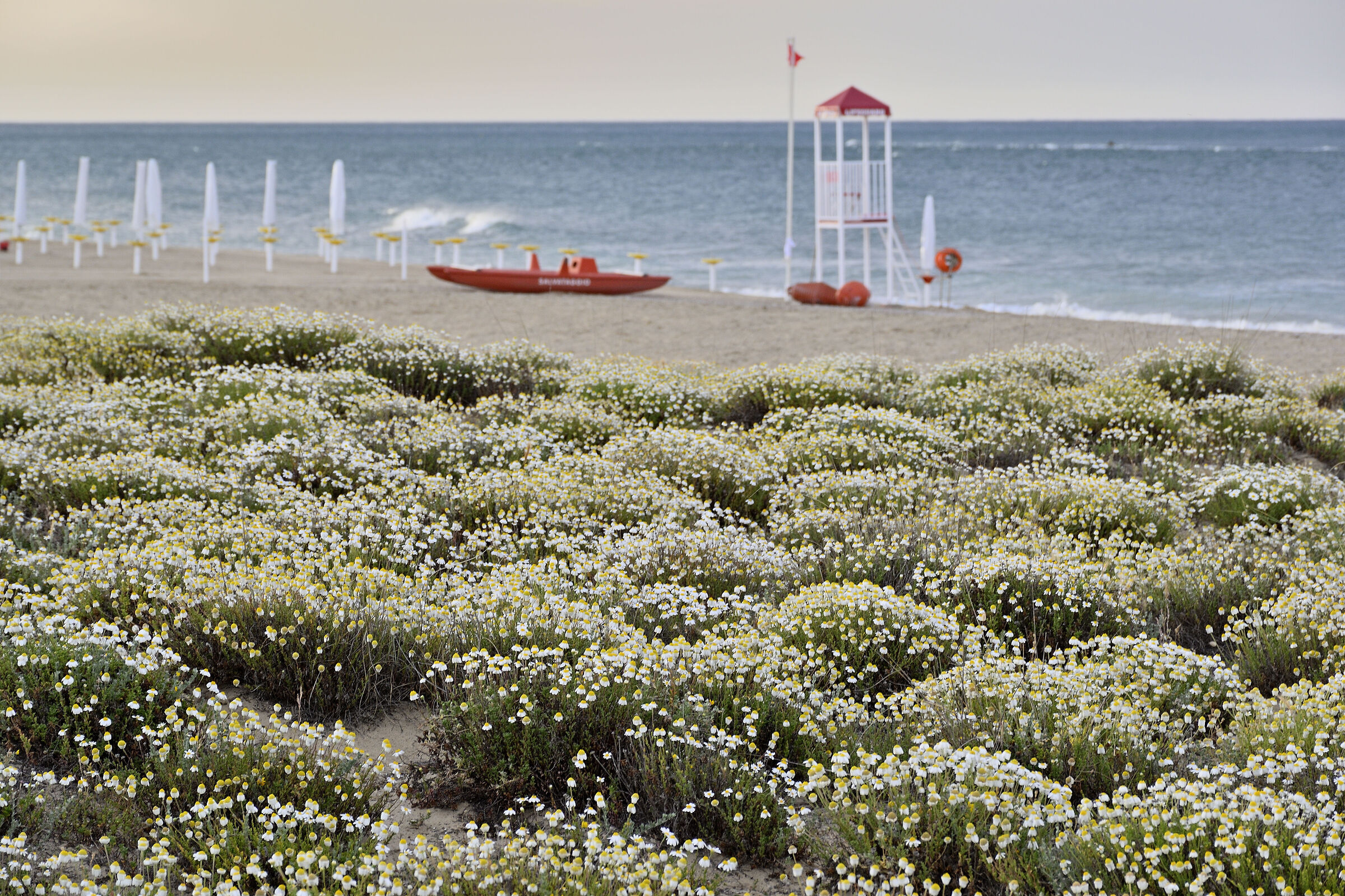 Evanescent early summer