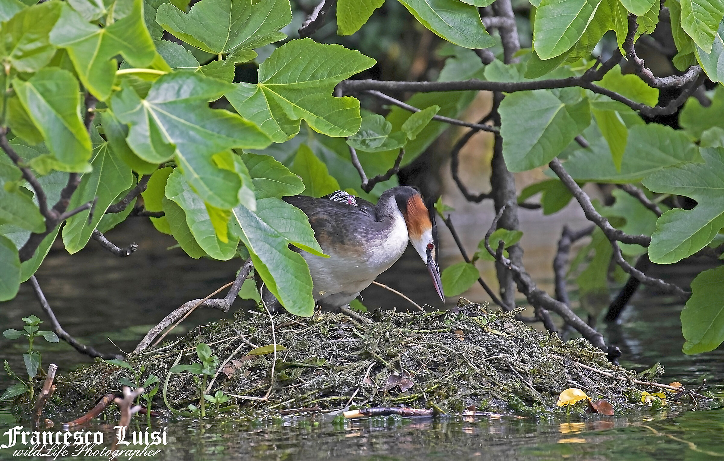 great crested grebe