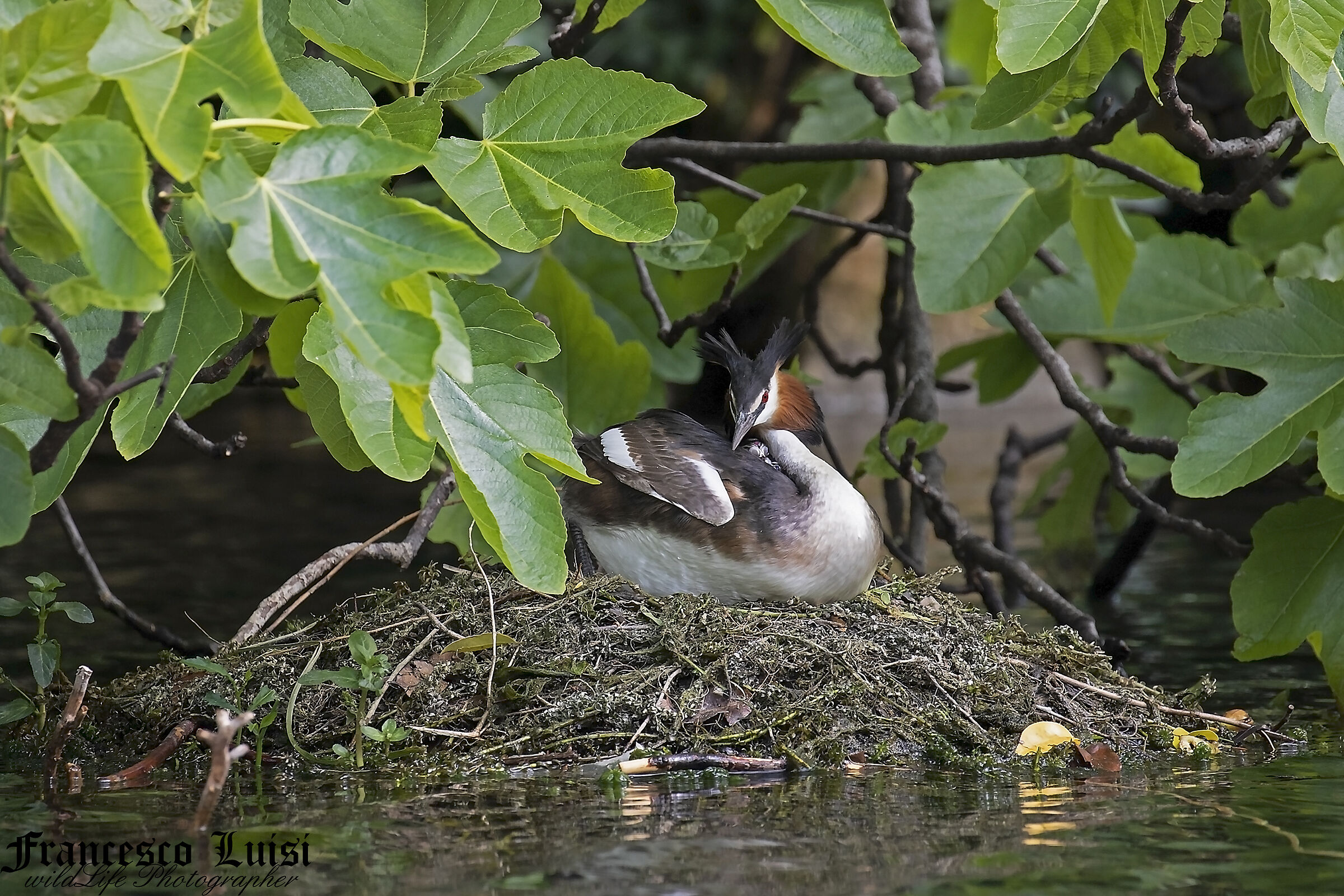 great crested grebe