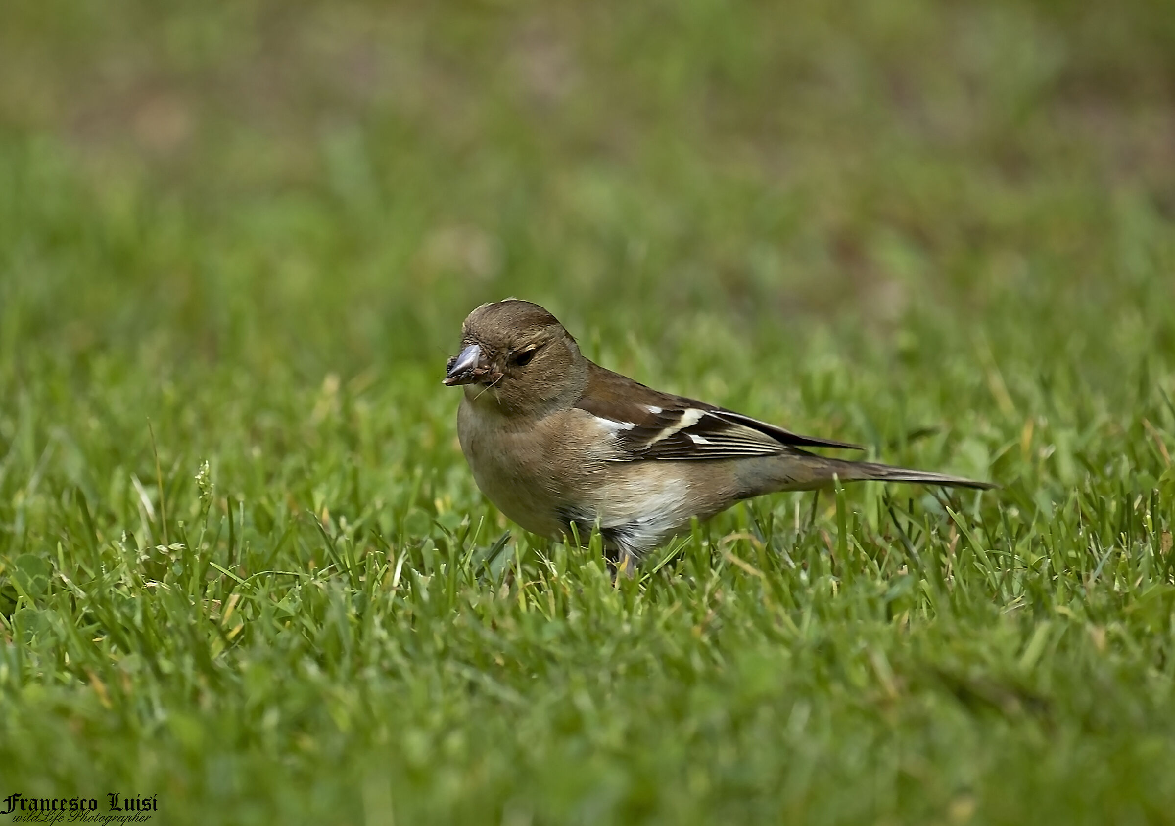 chaffinch