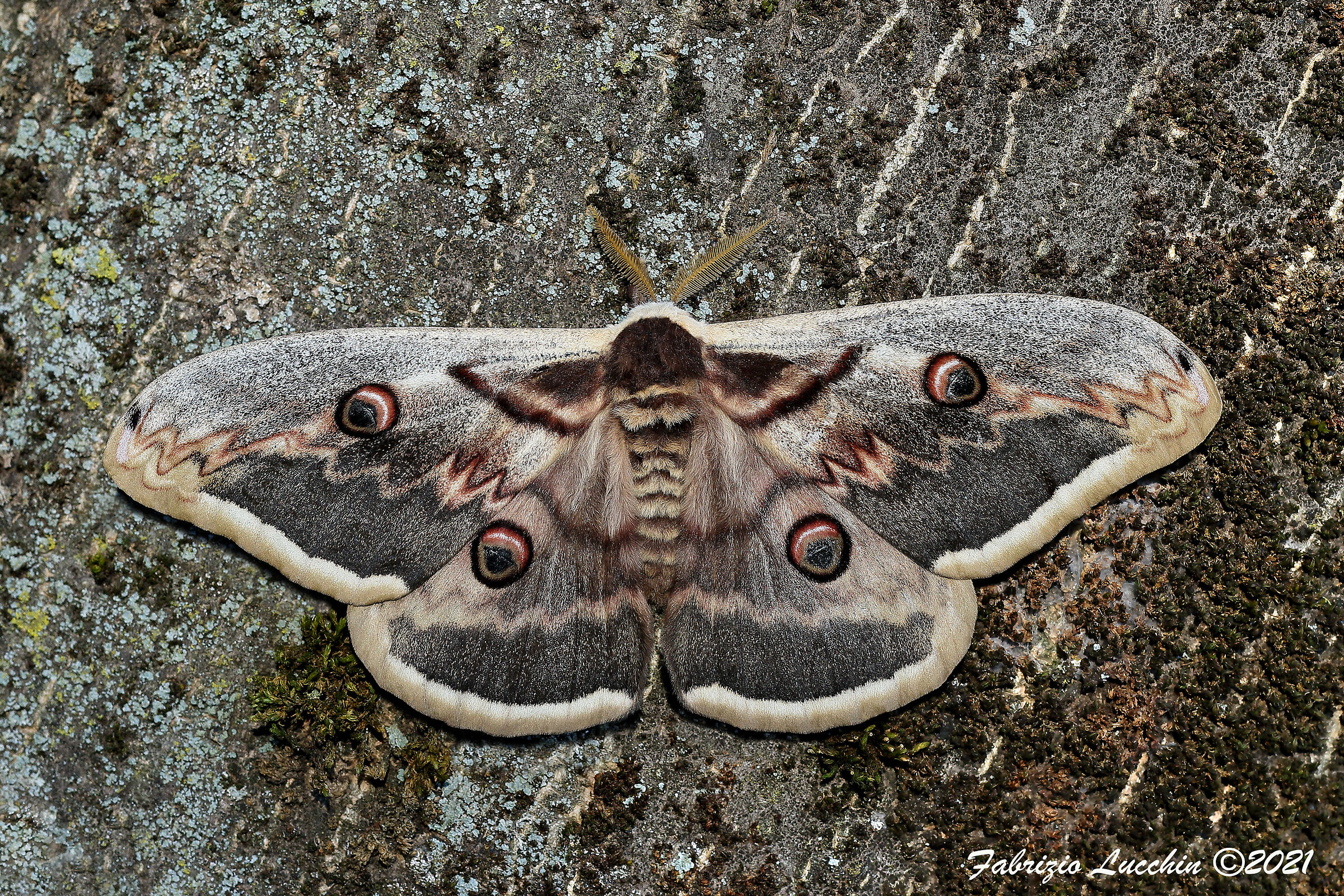 Saturnia pyri