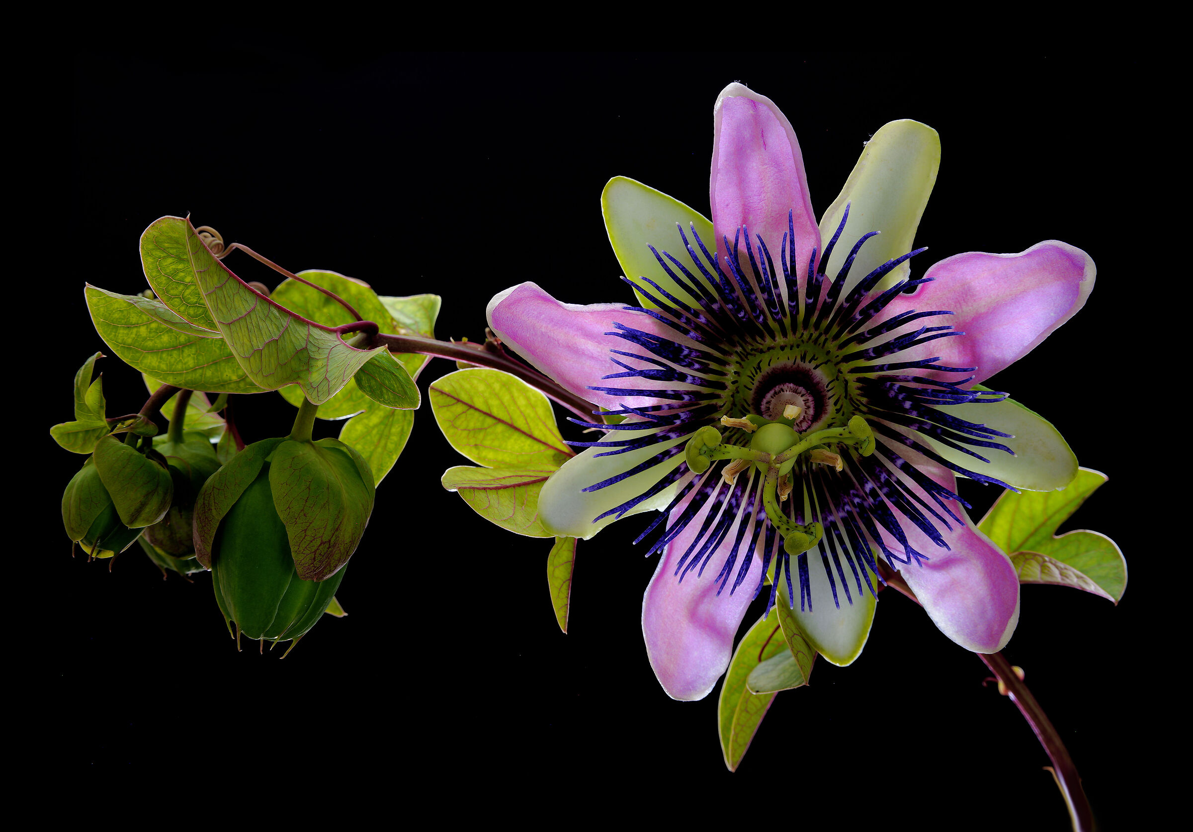 Passiflora