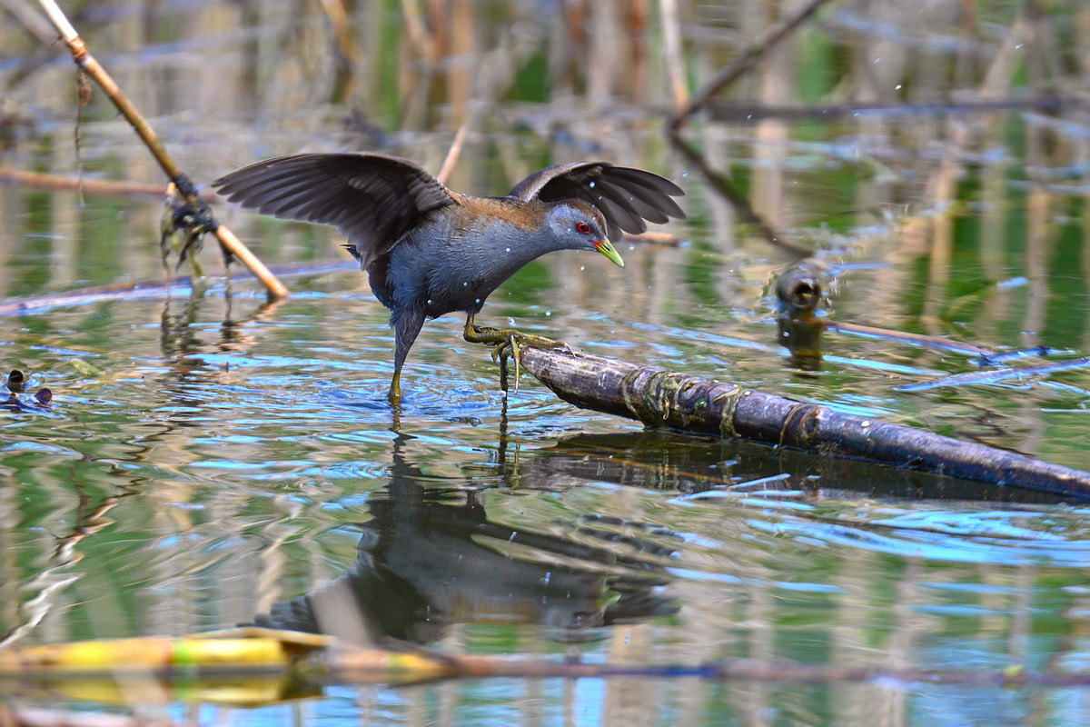 Schiribilla nel canneto