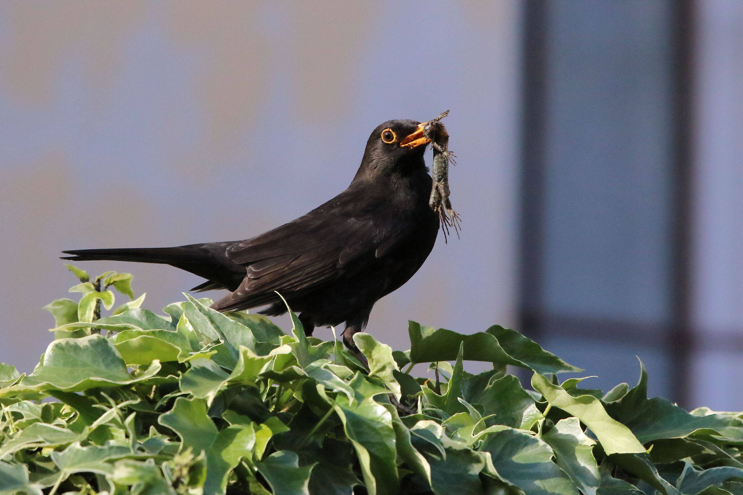 Merlo con preda lucertola