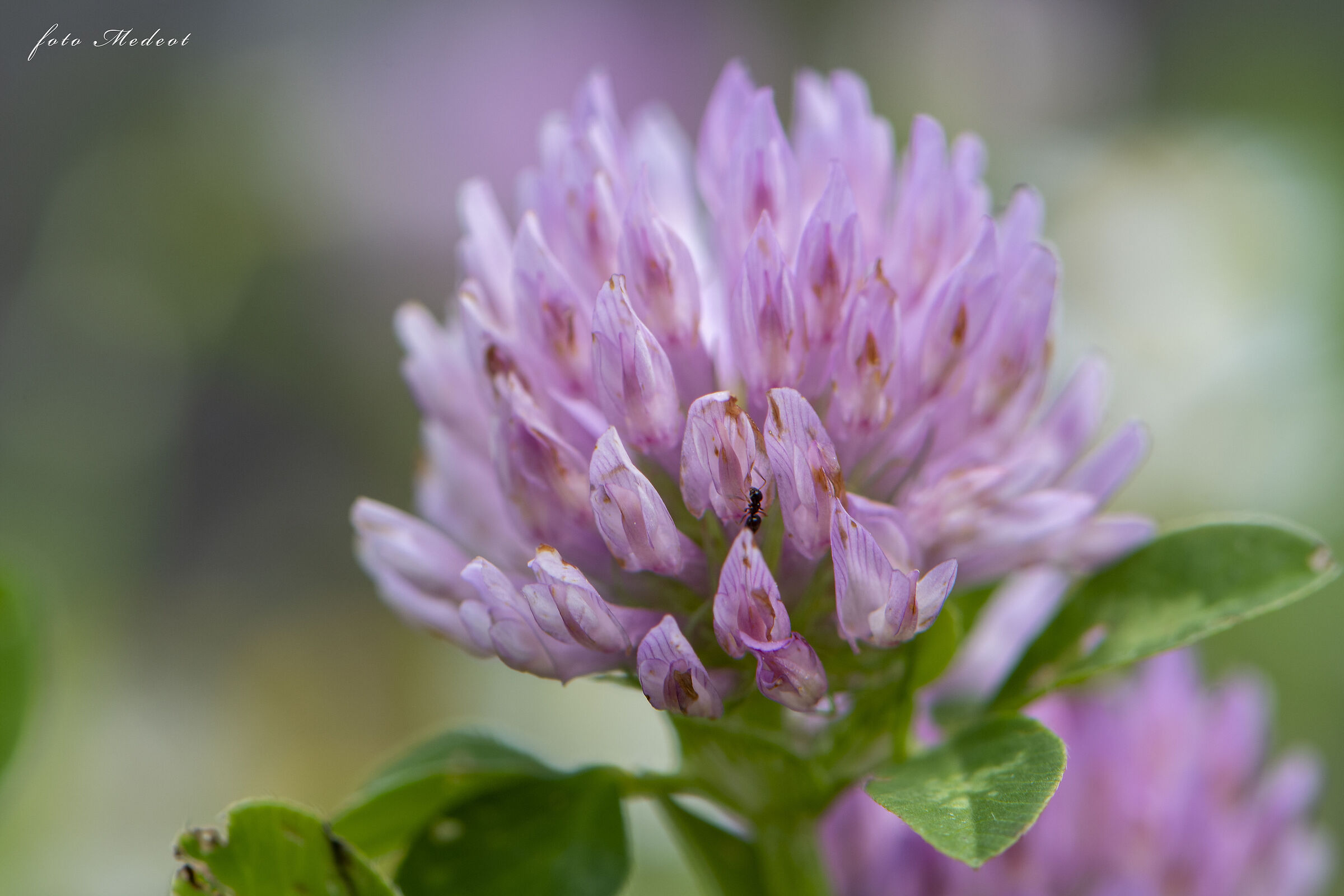Il fiore e la formica