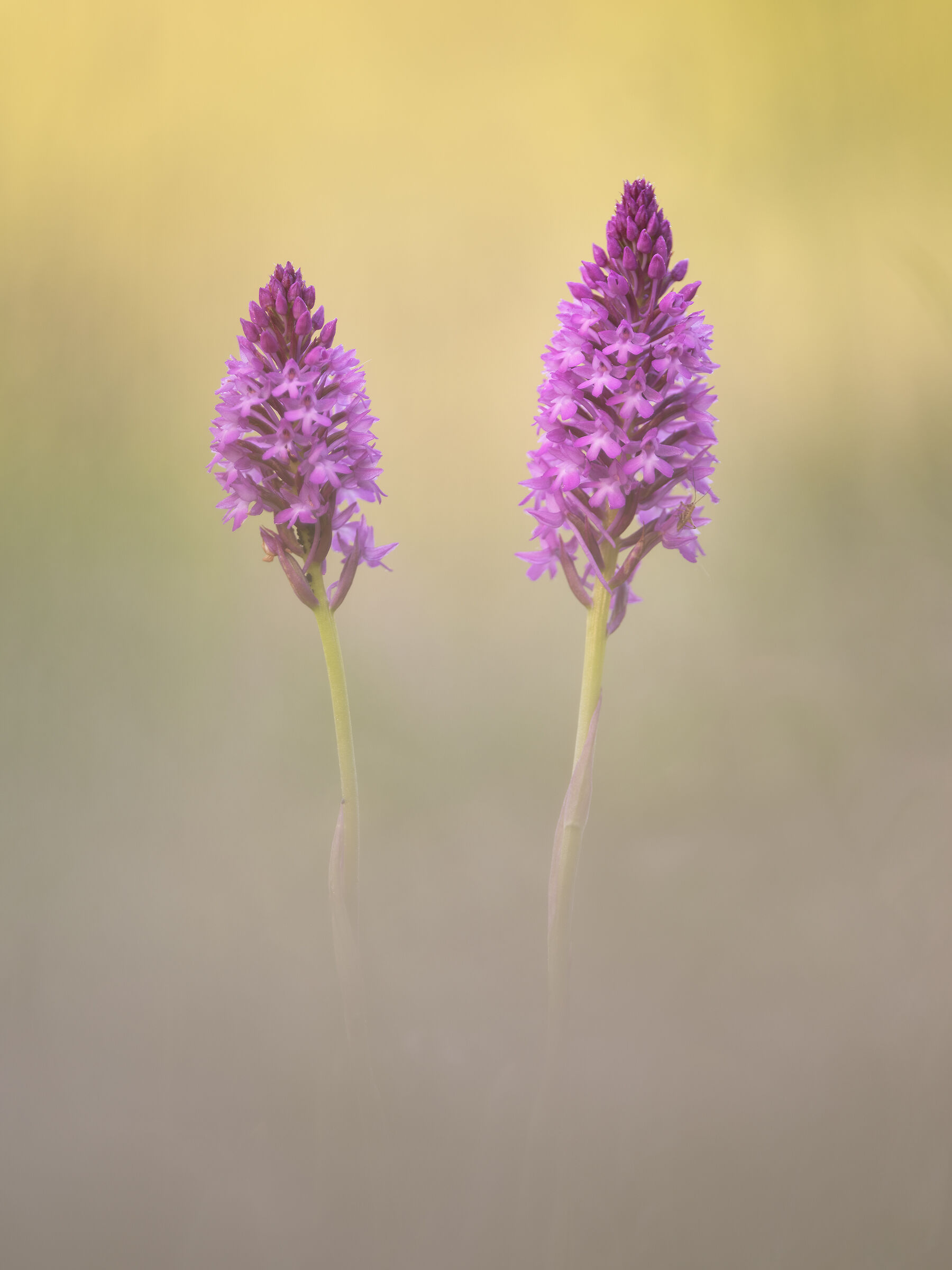 Anacamptis pyramidalis