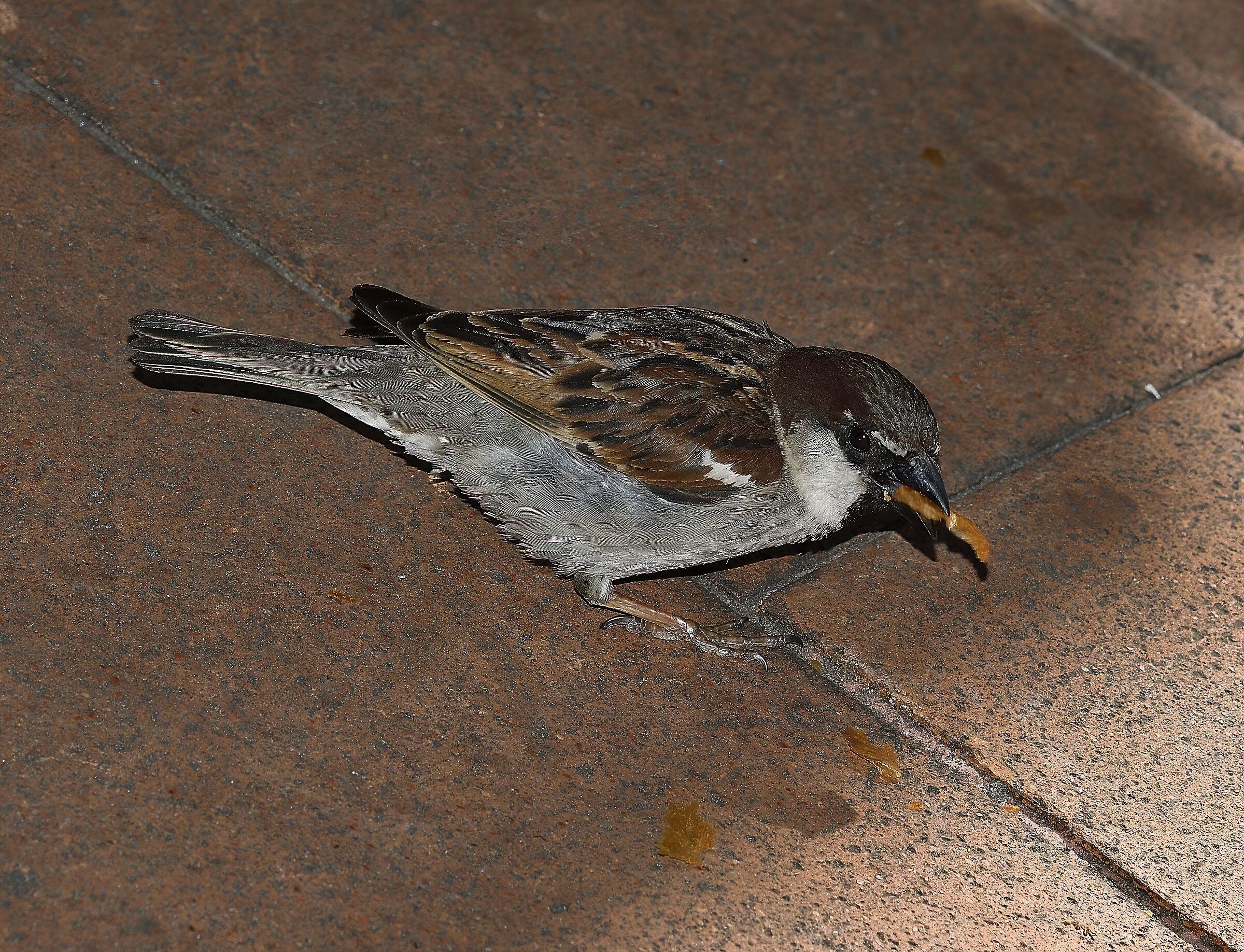 On the hunt for crumbs