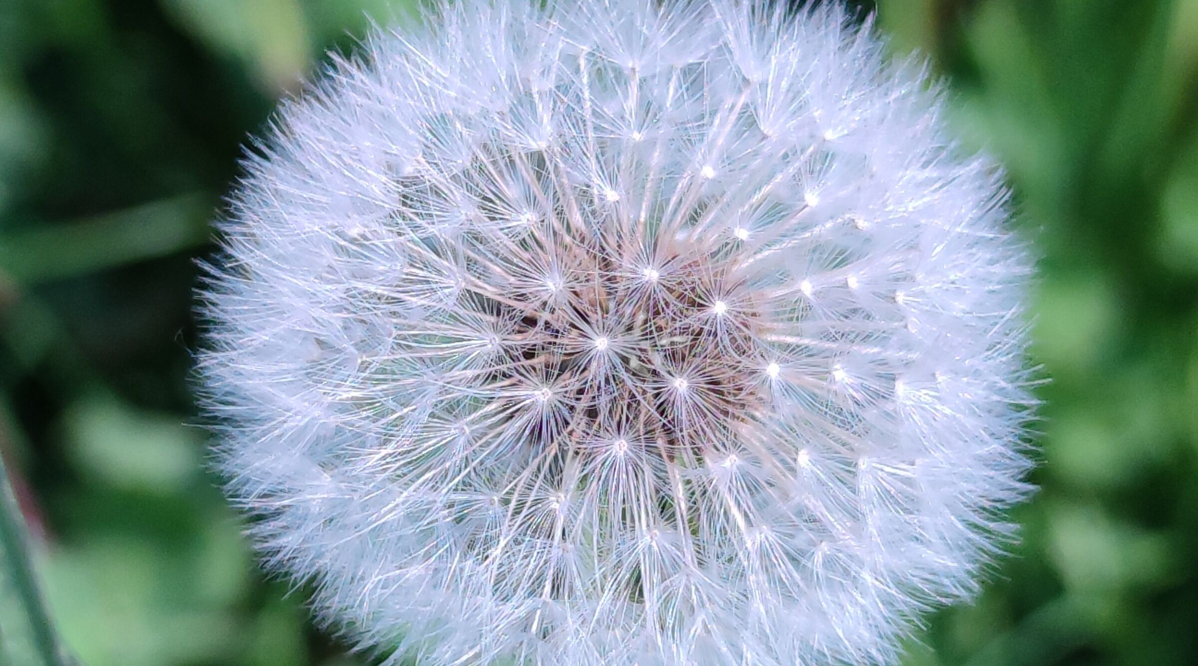 dandelion