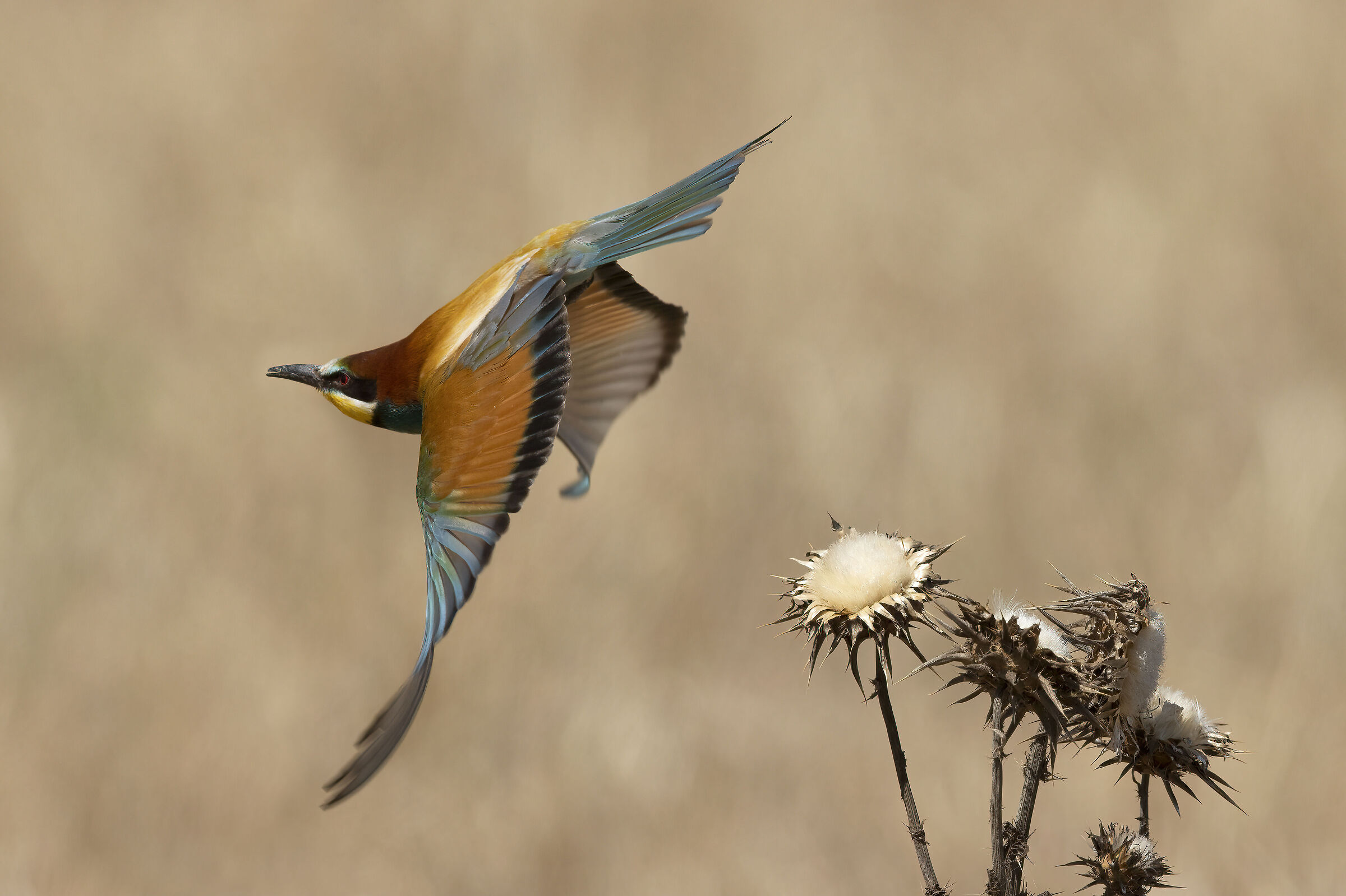 Gruccione spicca il volo