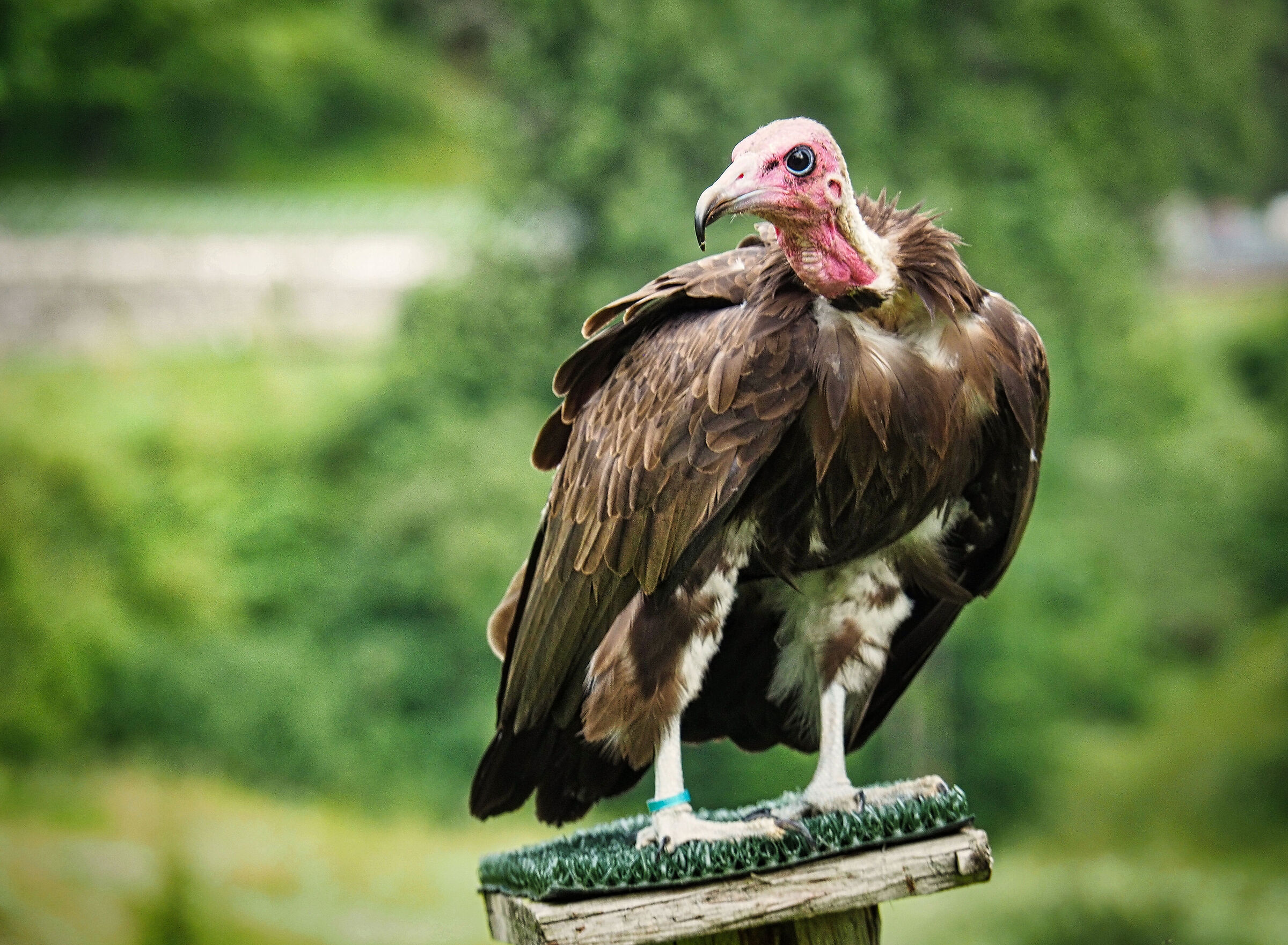 vulture