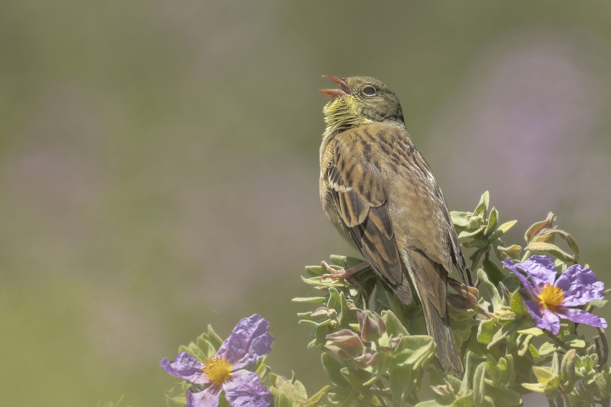 Il malinconico canto dell'Ortolano