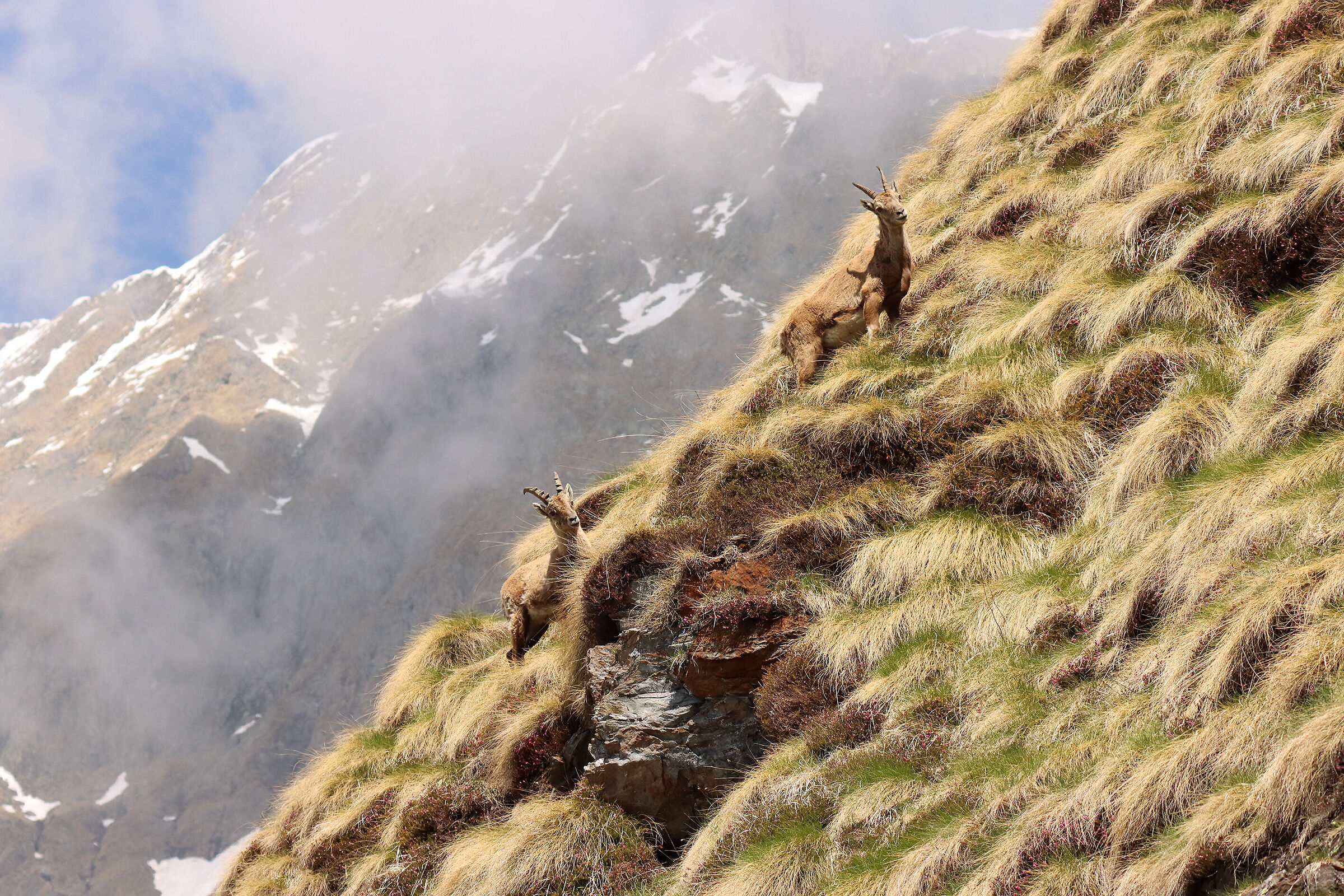 sui pendii del Grabiasca