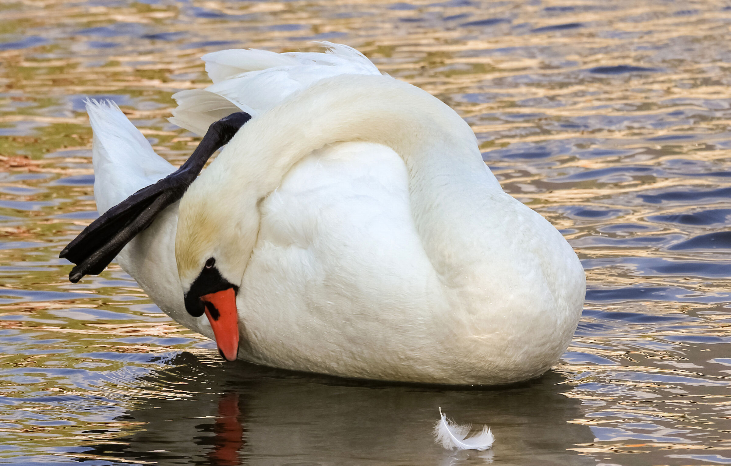 Alla foce del Cassarate Lugano