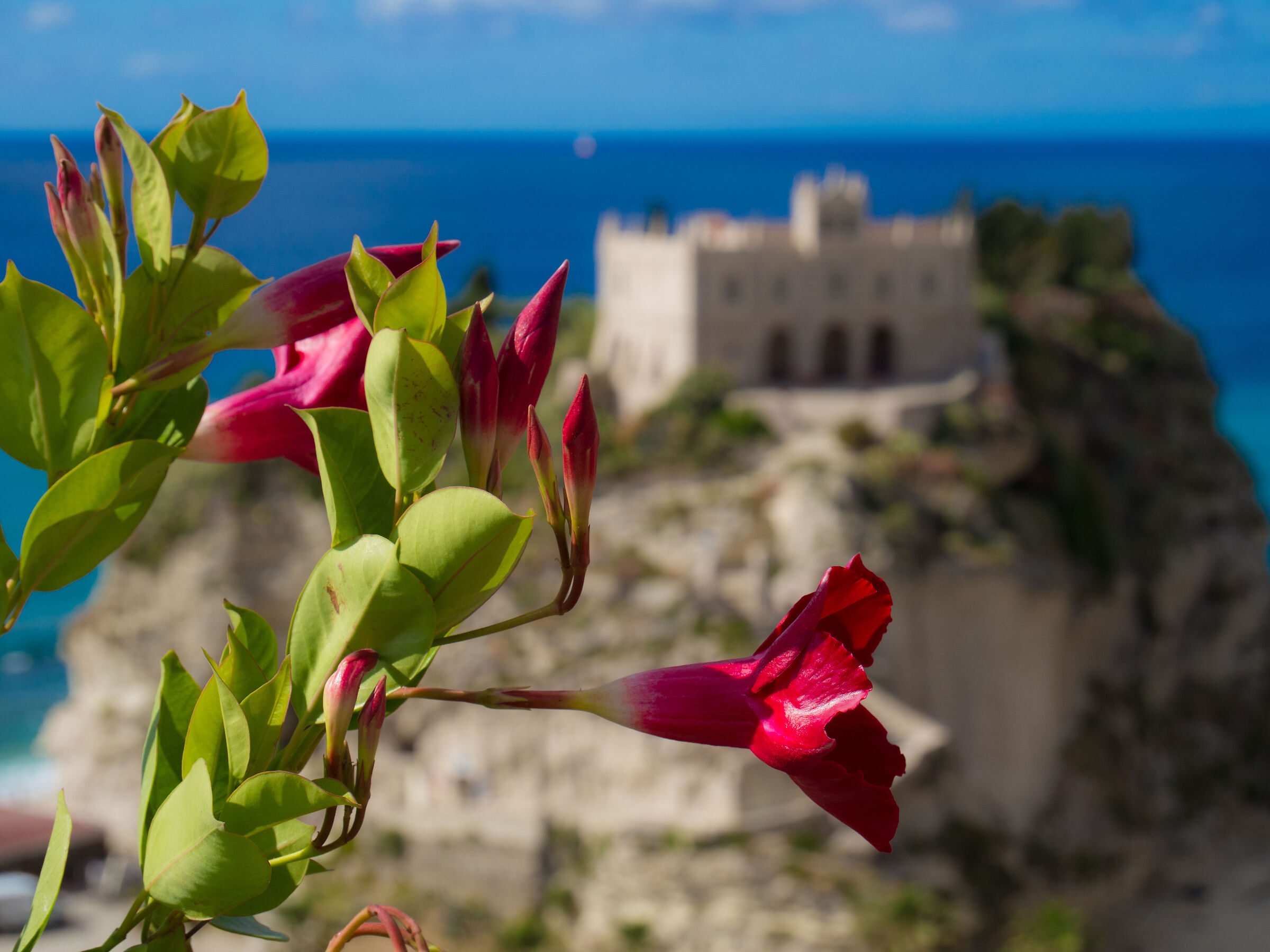 Tropea in fiore