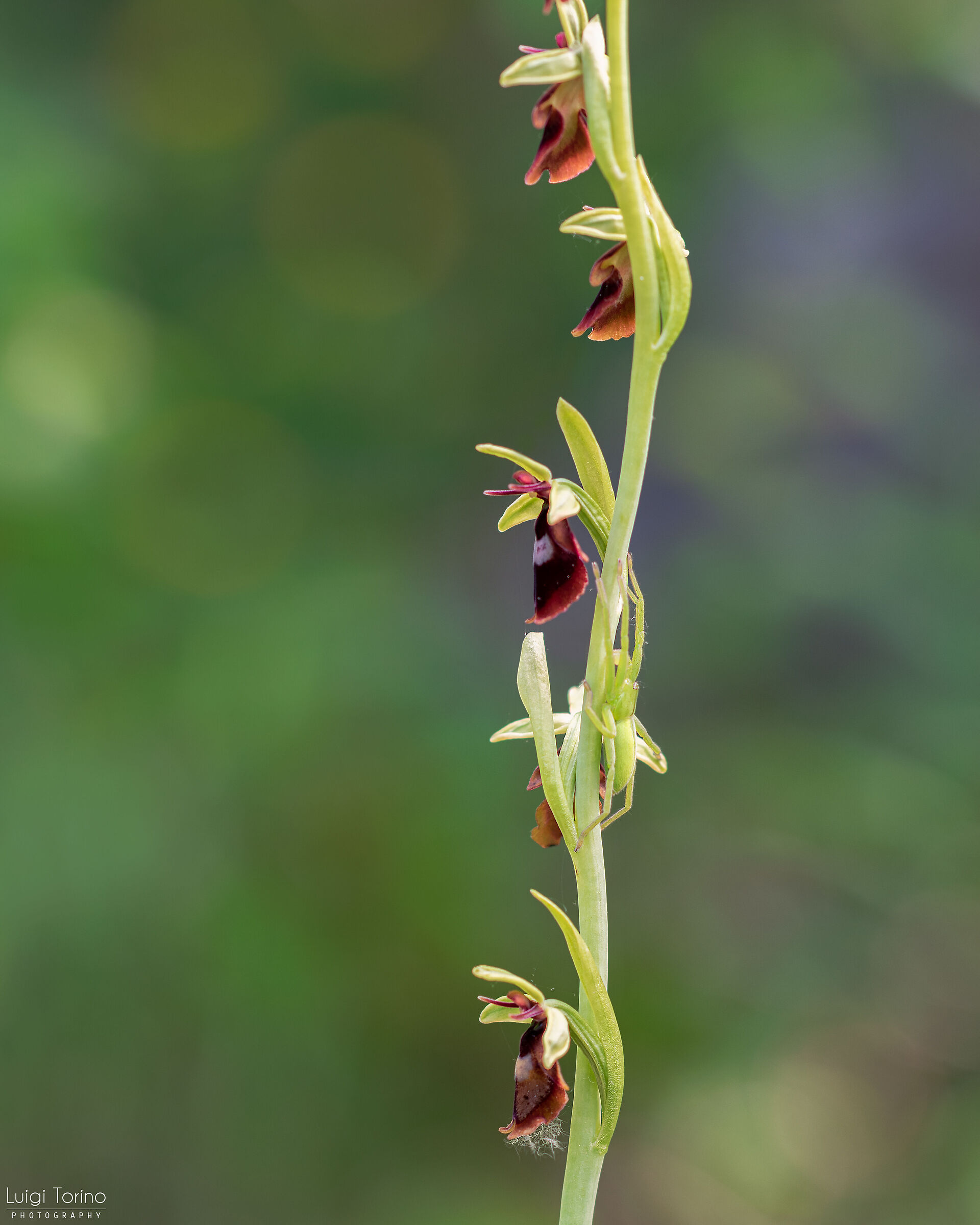 Ophrys with guest