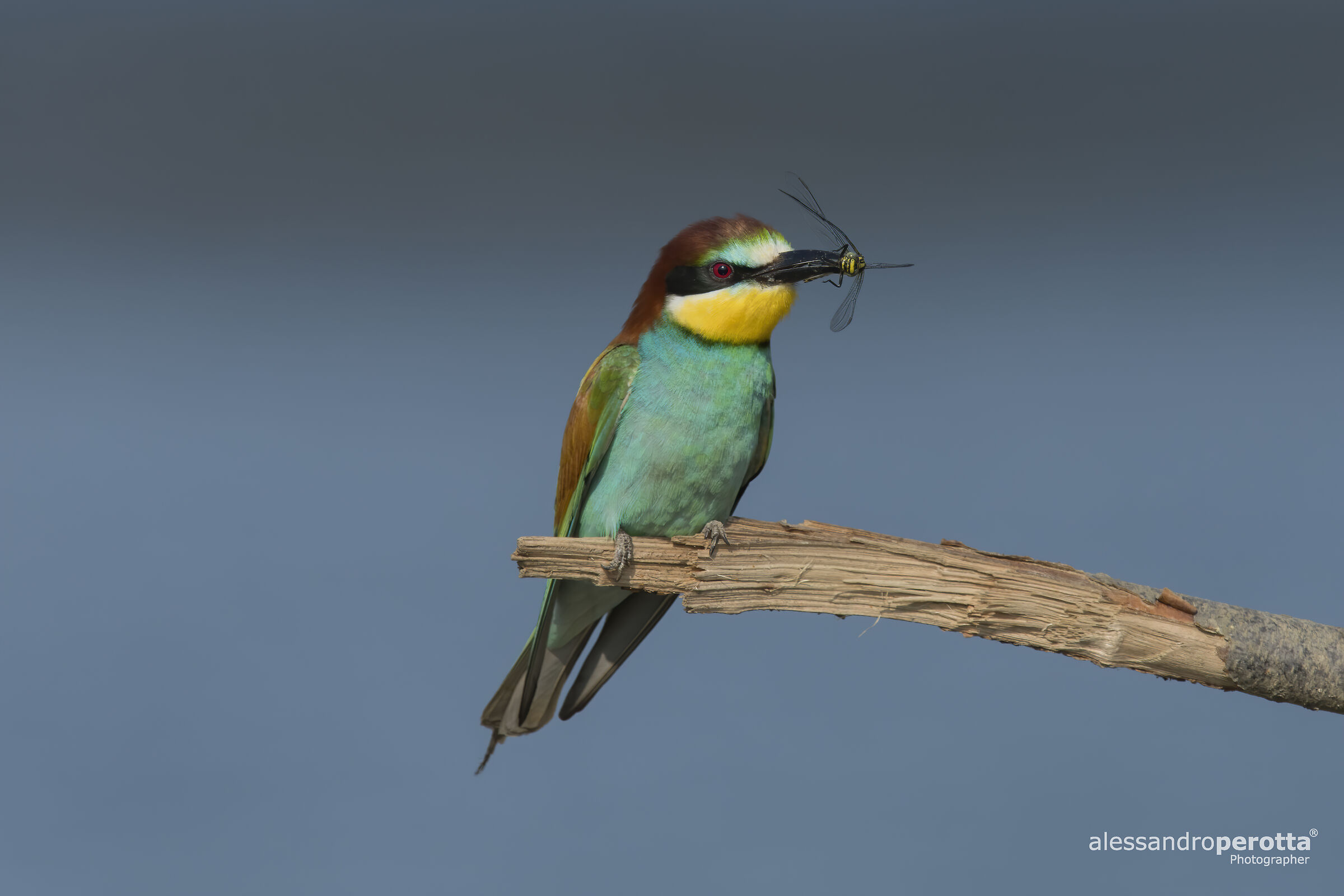Merops apiaster
