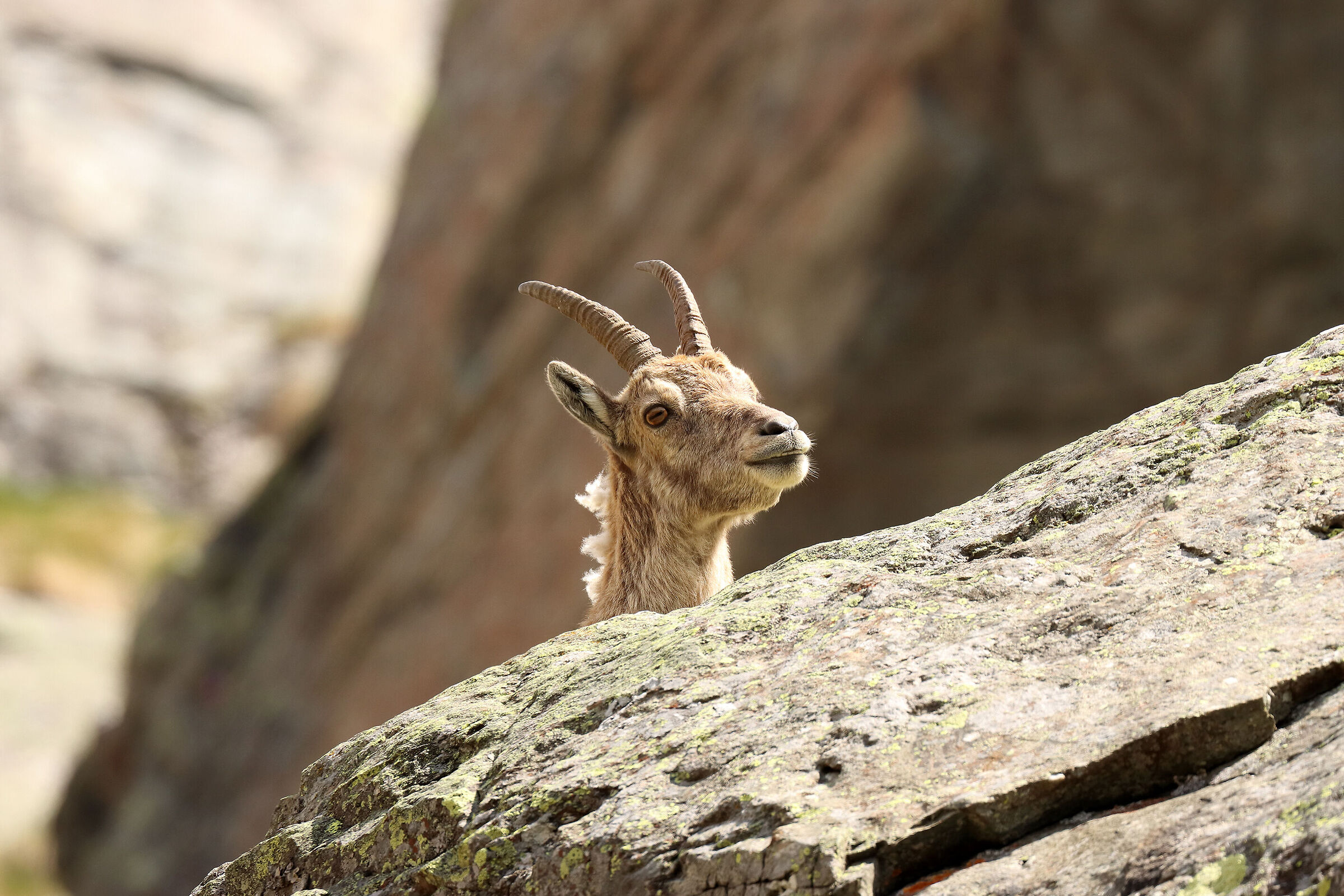 "cucù" di stambecco