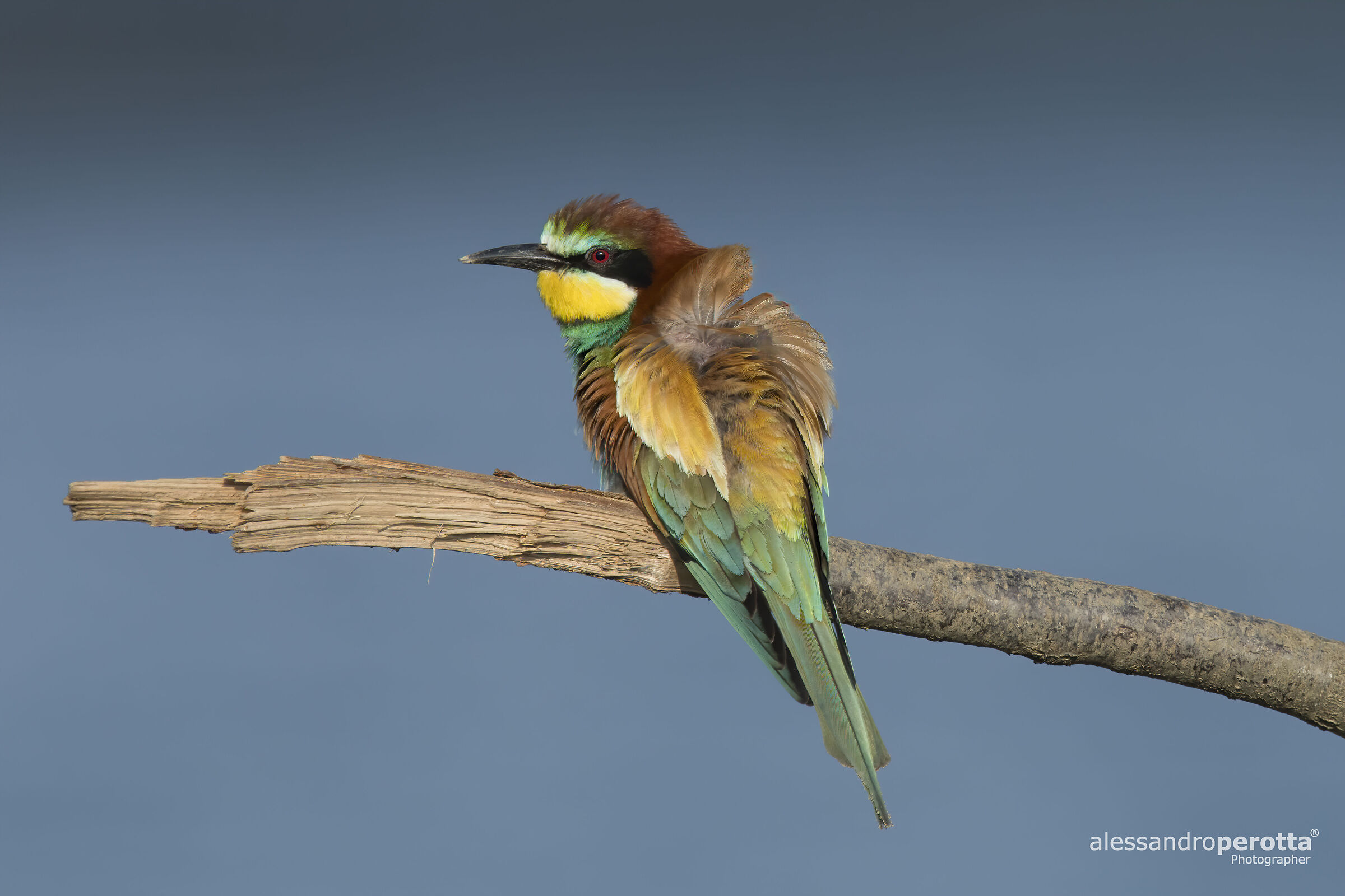 Merops apiaster