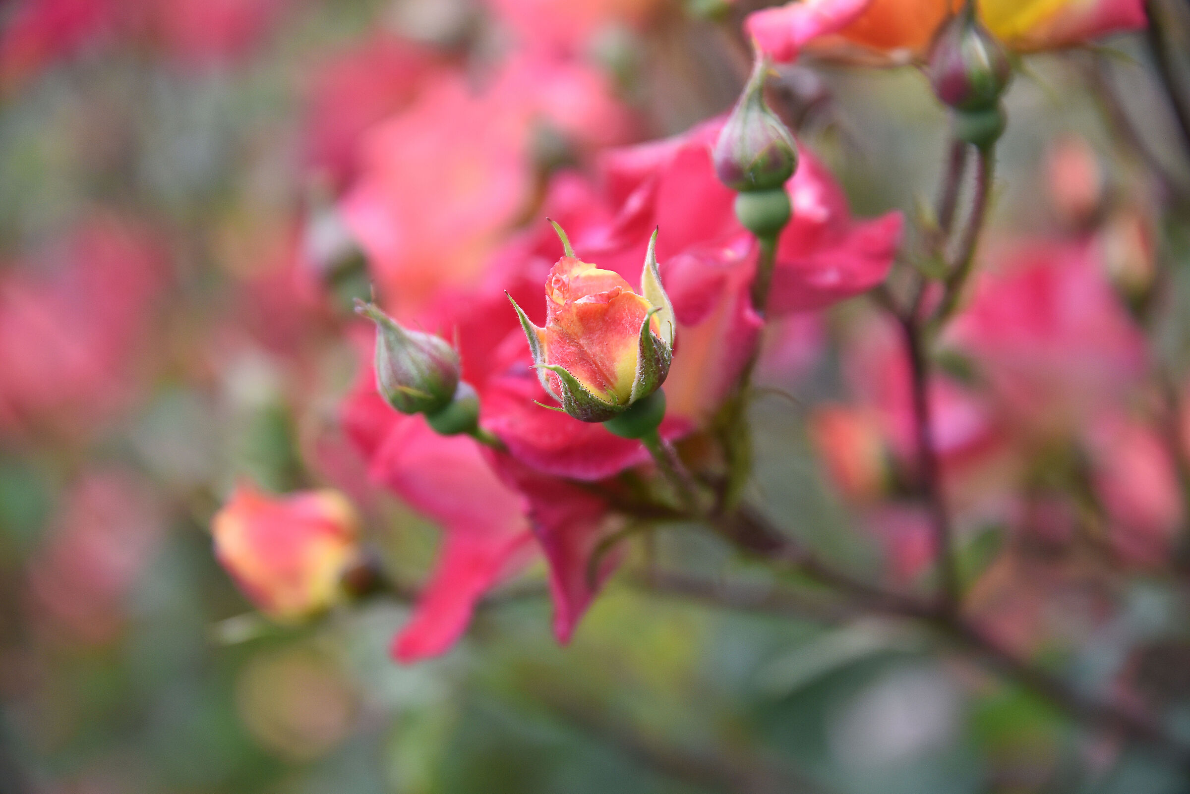 if they are roses..