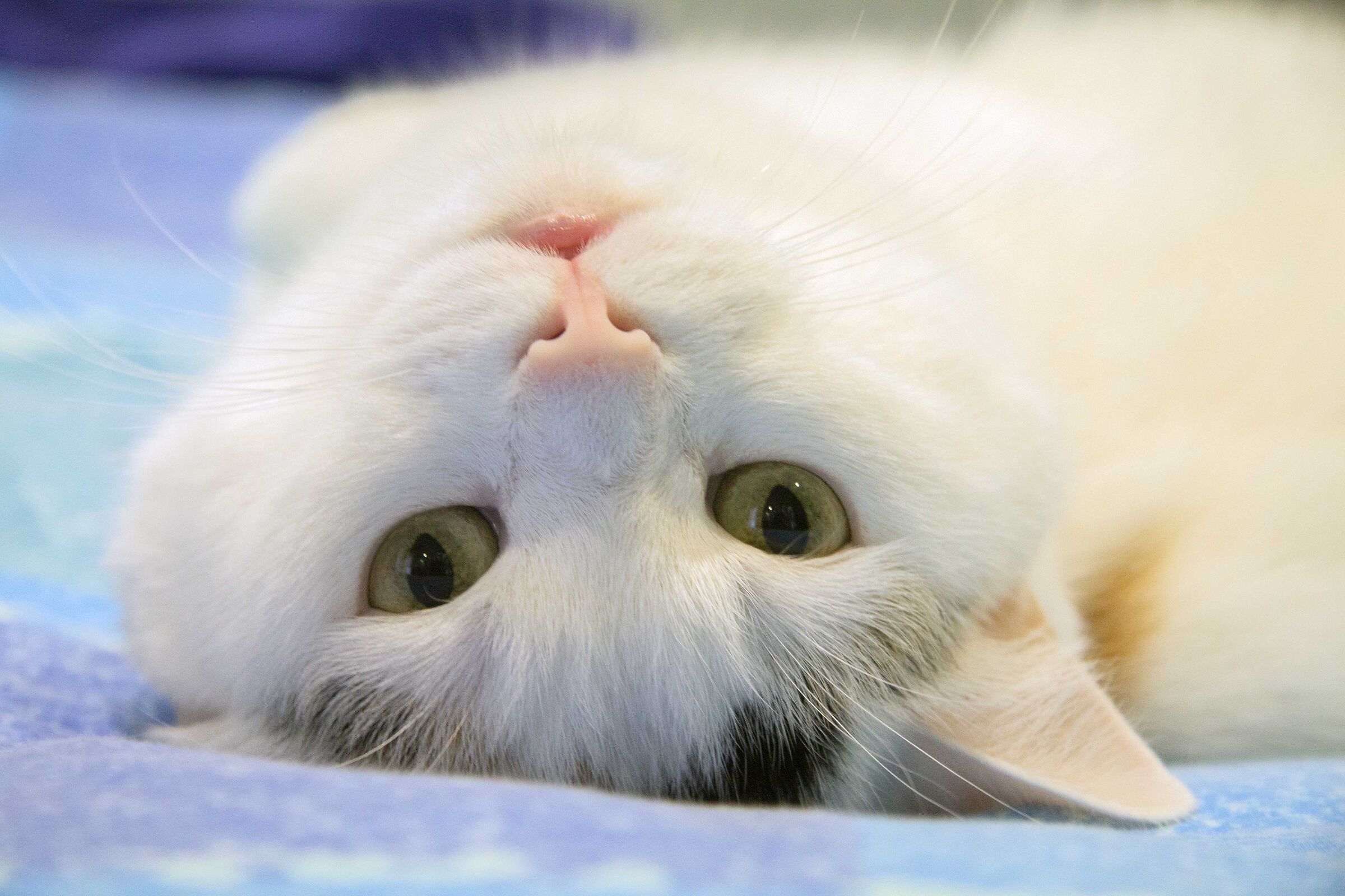 Maya, sweetheart in the foreground!