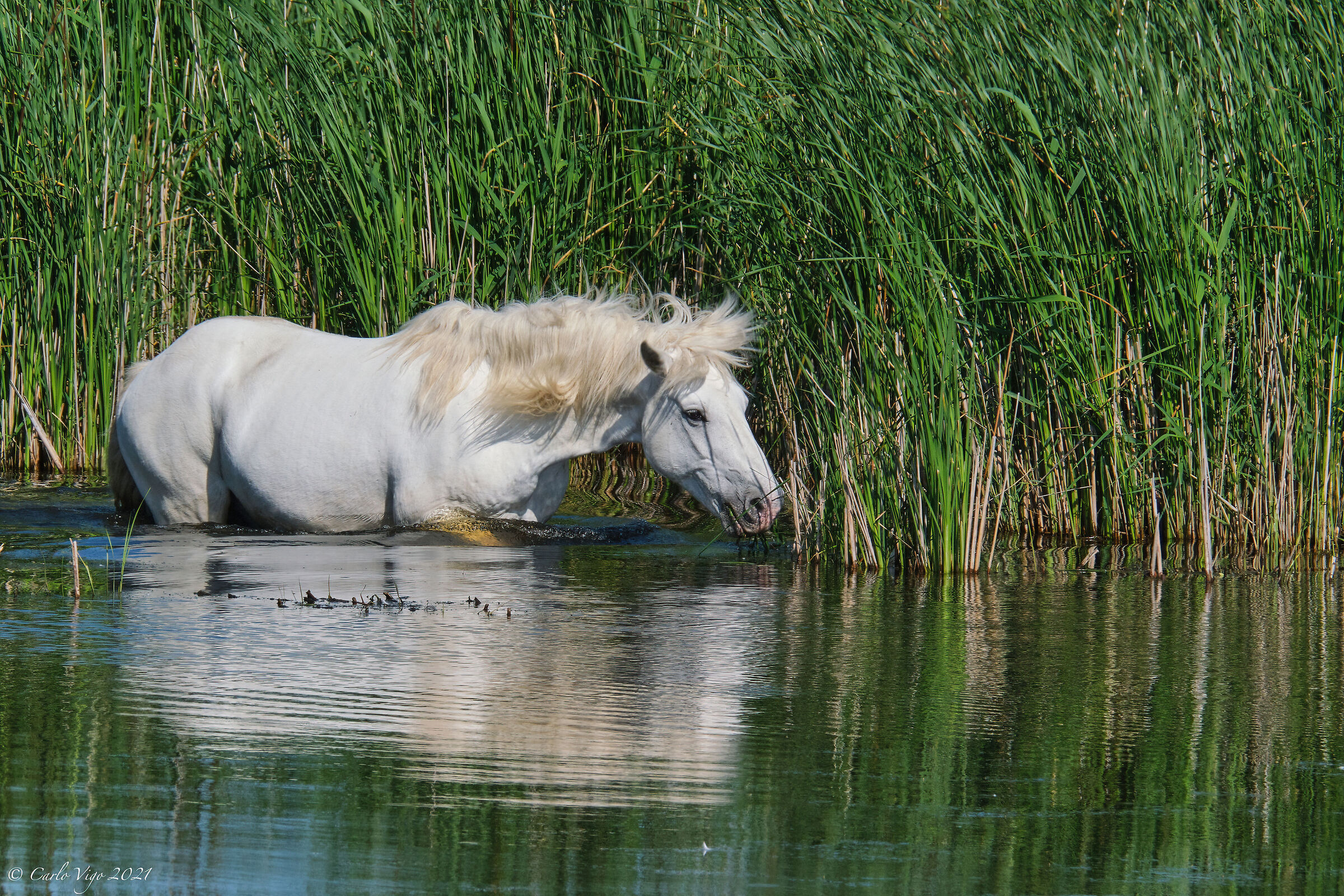 Razza Camargue
