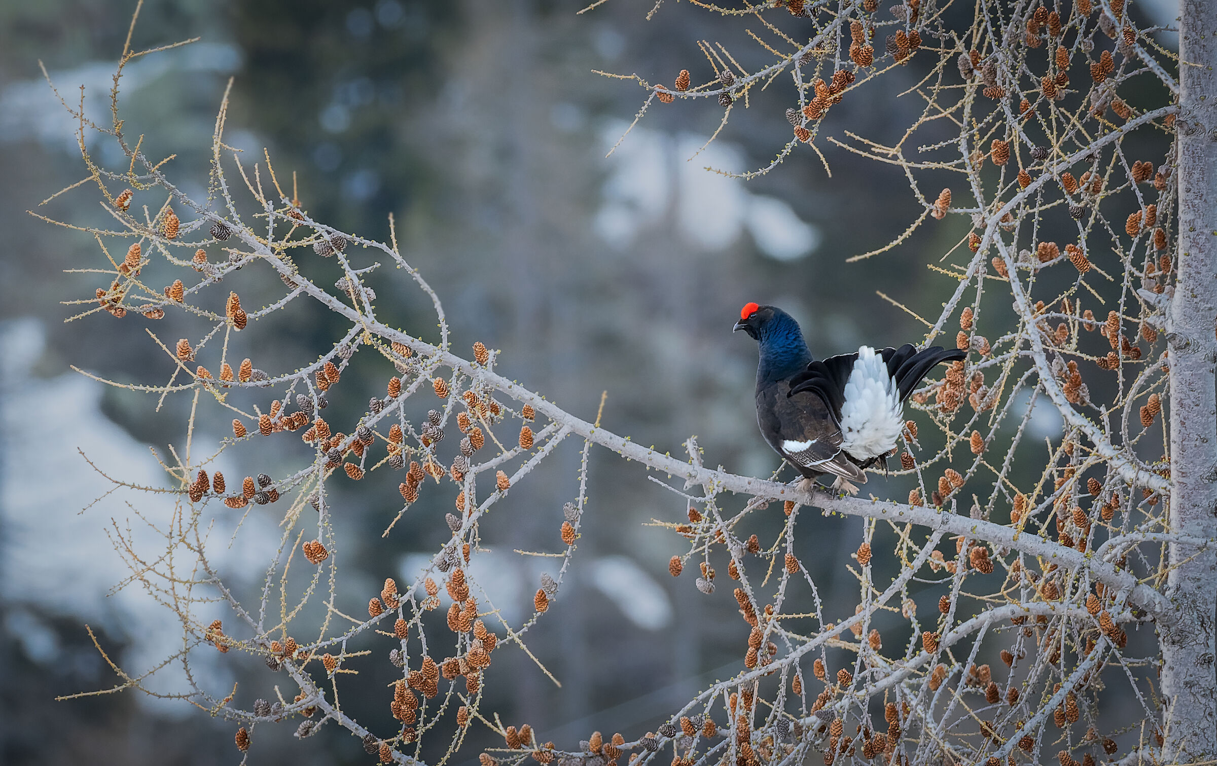 THE KING OF THE LARCHES