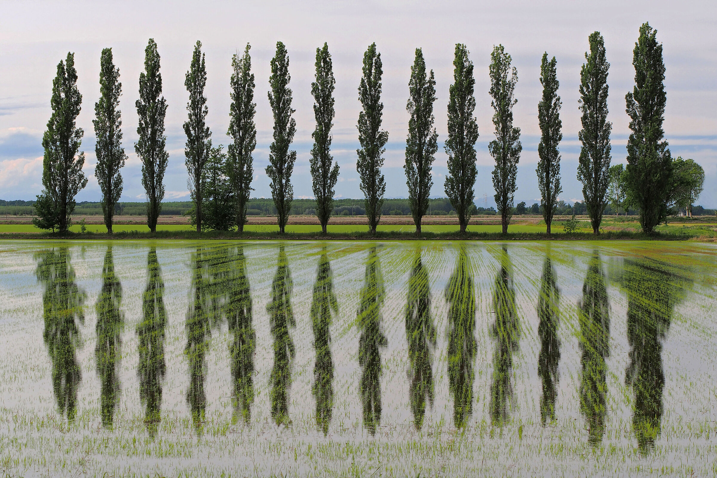 Pioppi allo specchio