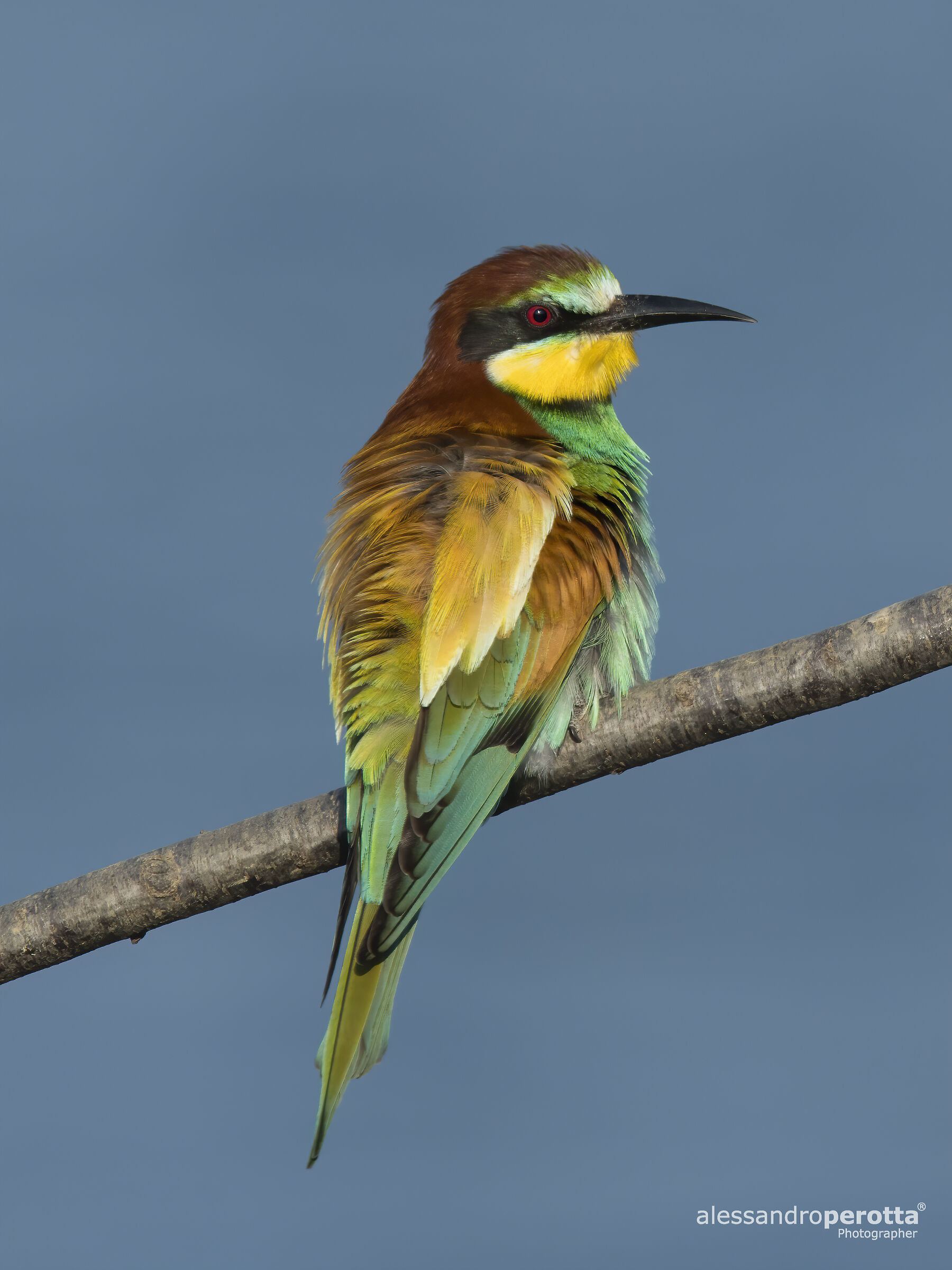 Merops apiaster
