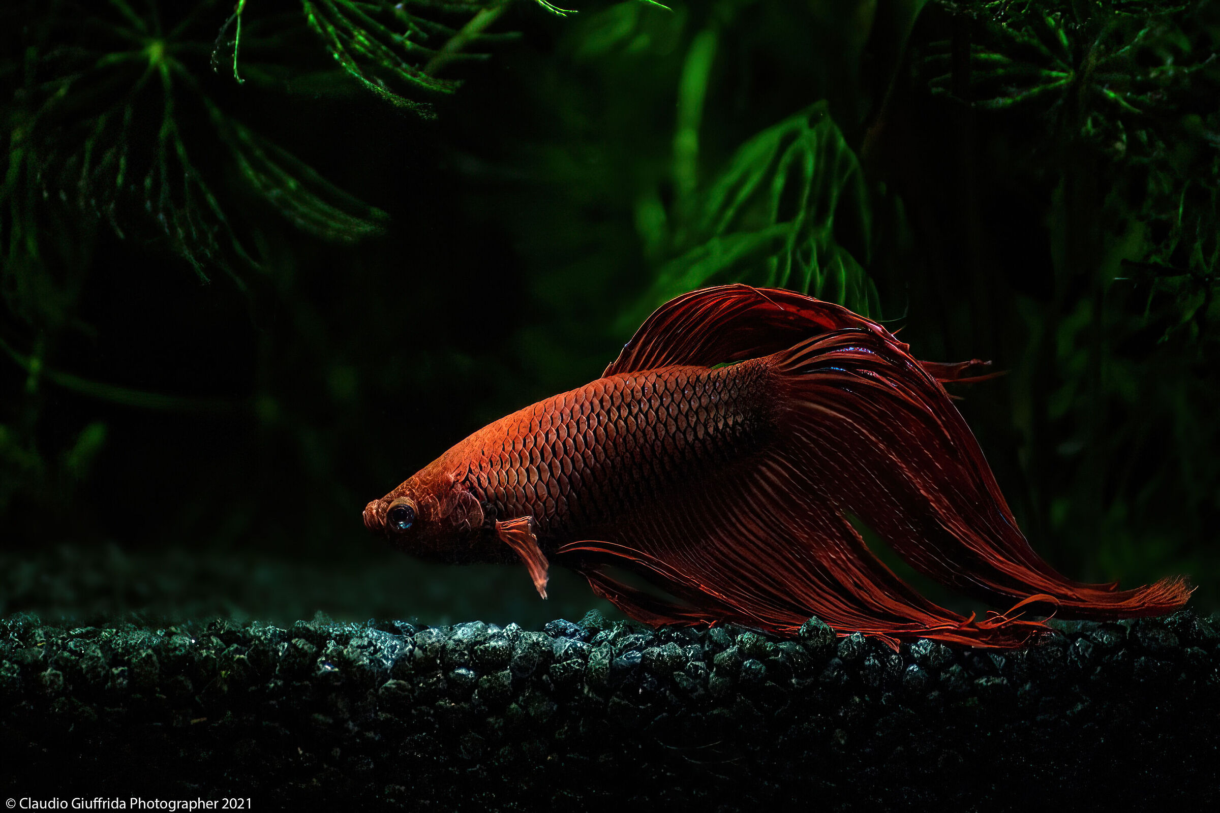 Betta Splendens -