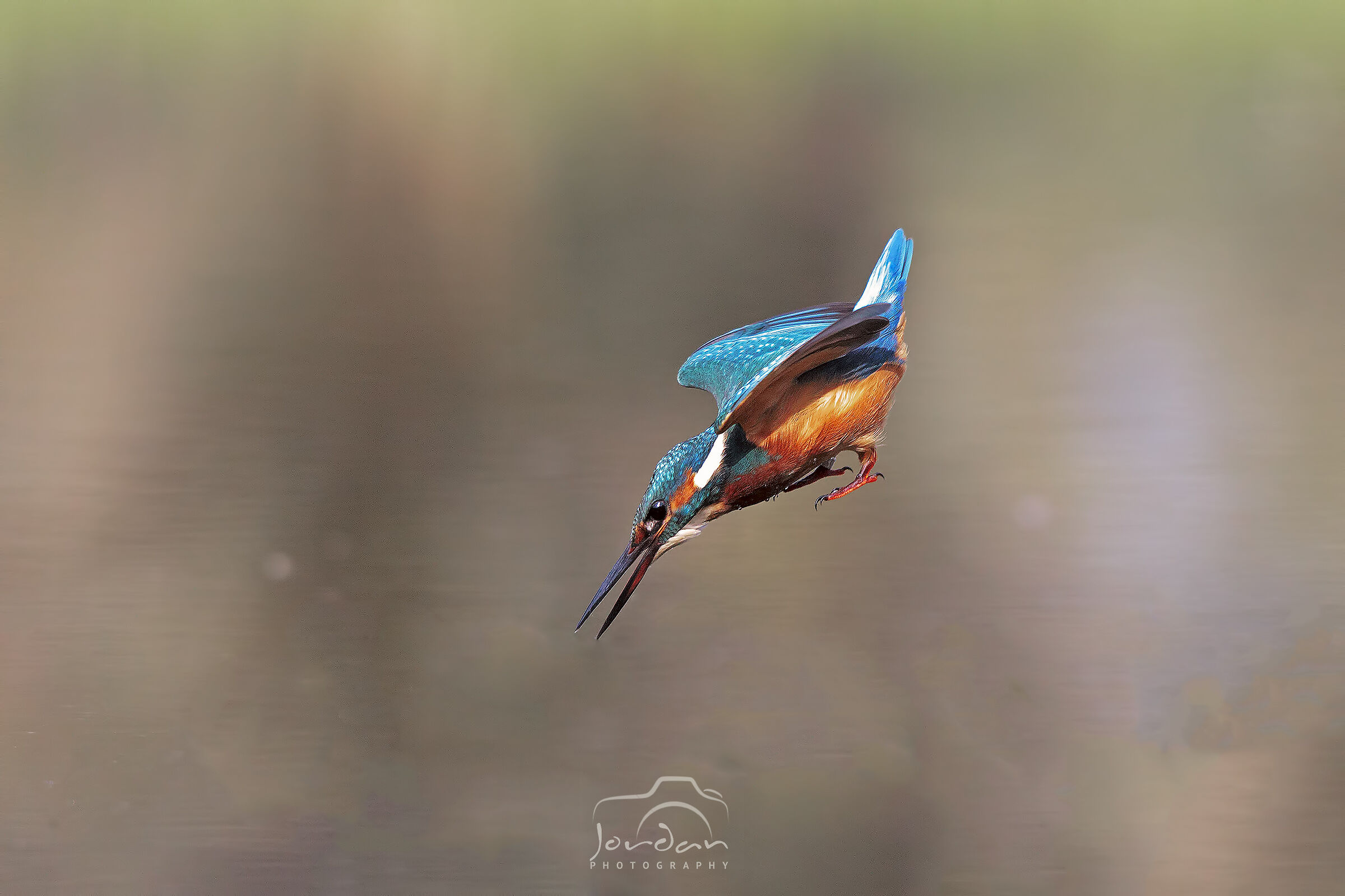 Dive Martino