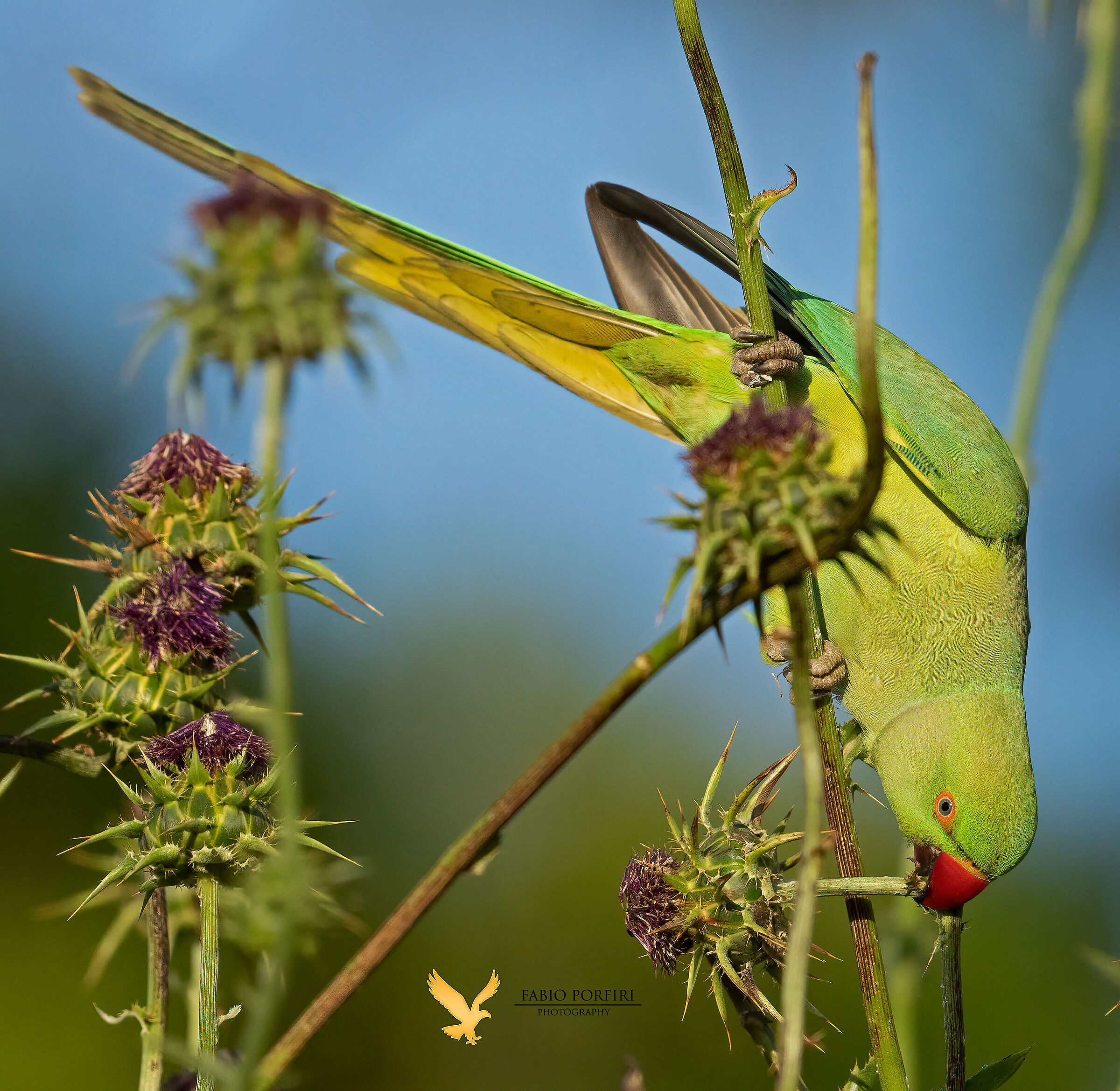 The cutting of the thistle flower