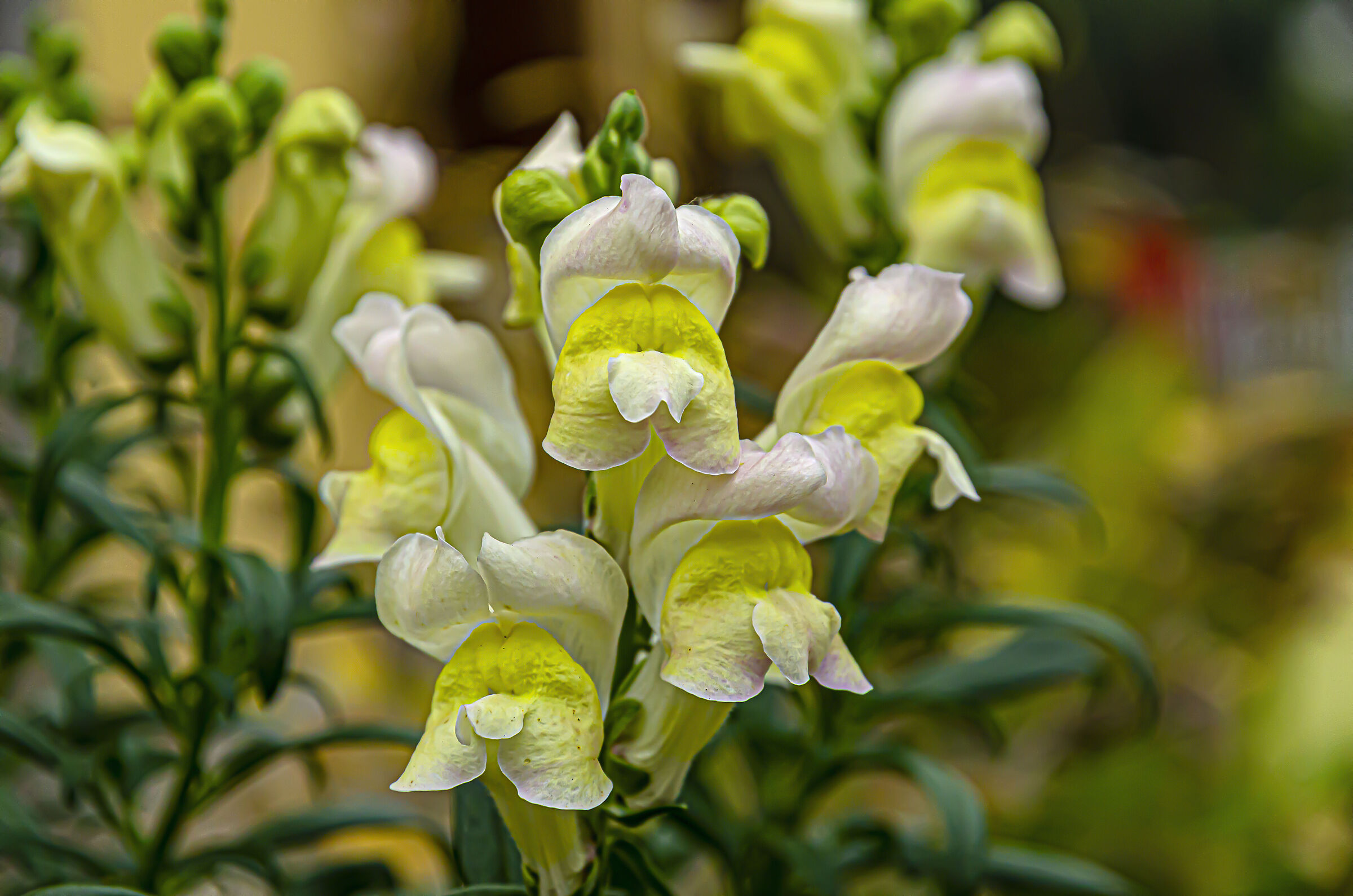Lion's Mouth (Antirrhinum majus)