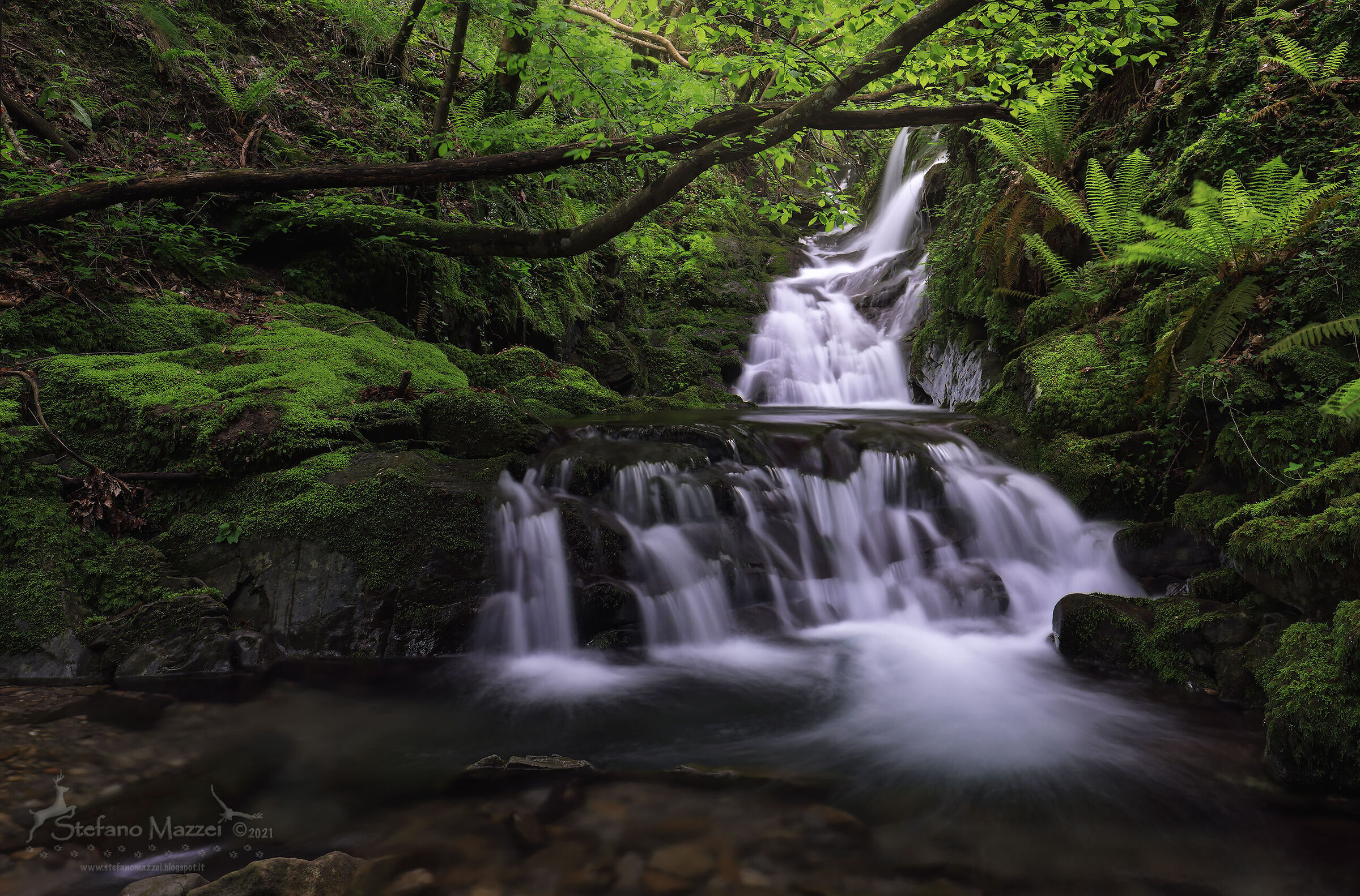 Rigogliosa Primavera in Appennino