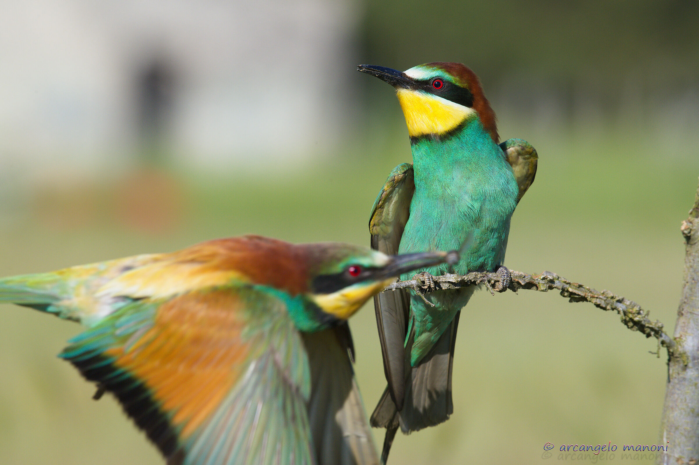 Traffico in ''Gruccioland''