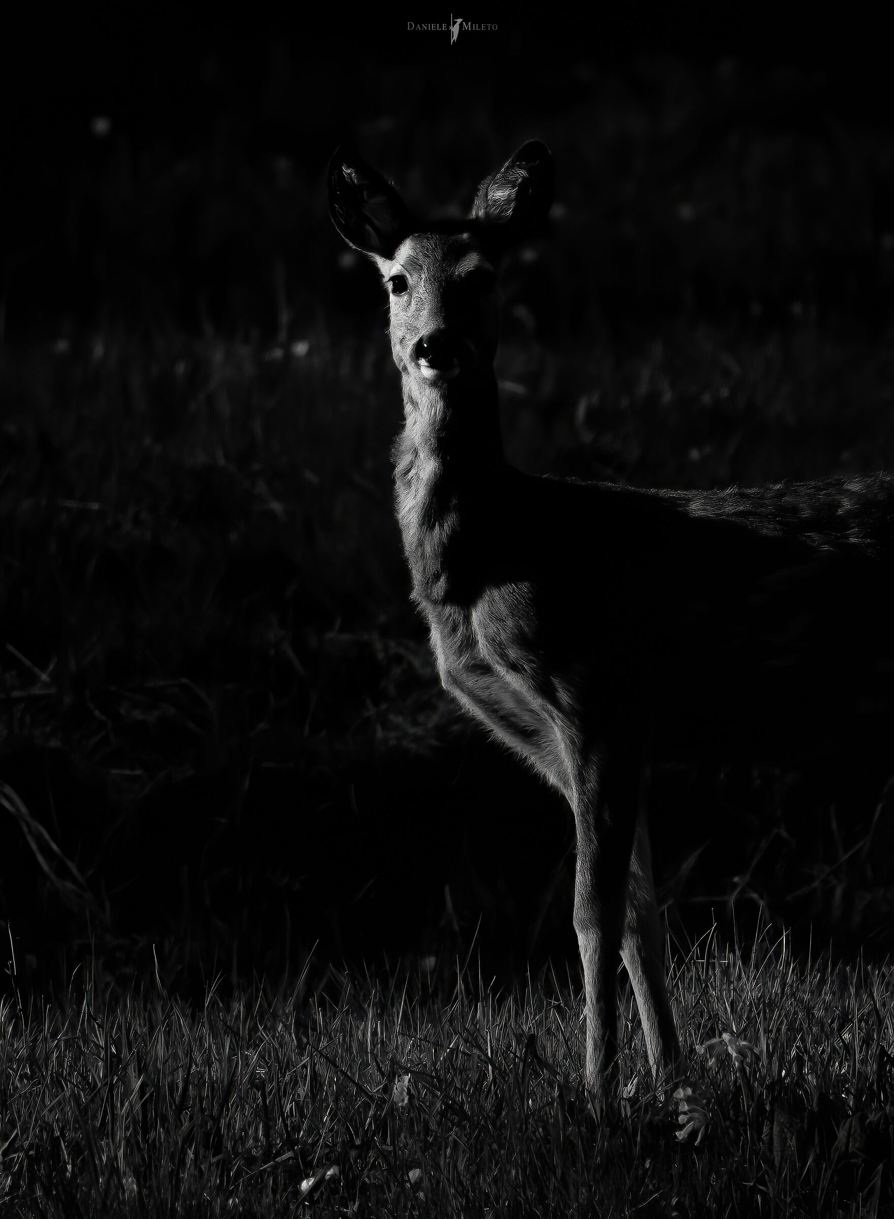 Spirits in the Dark