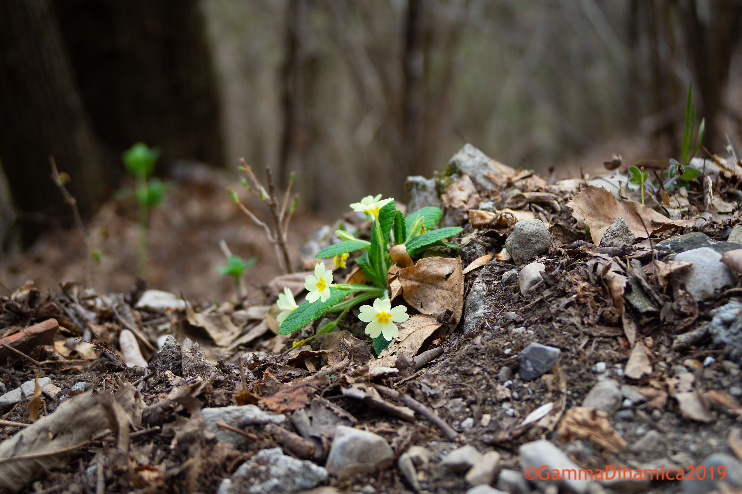 L'arrivo della primavera