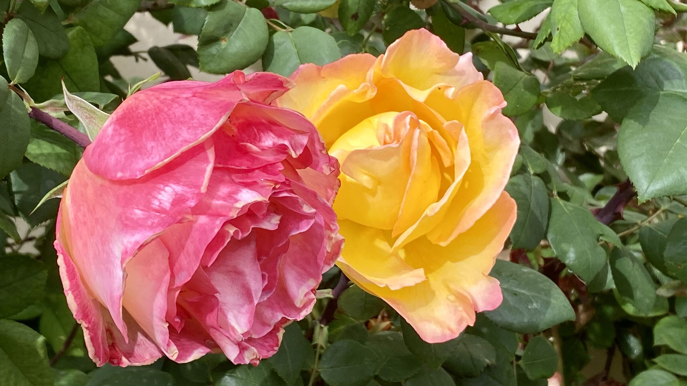 Pair of roses