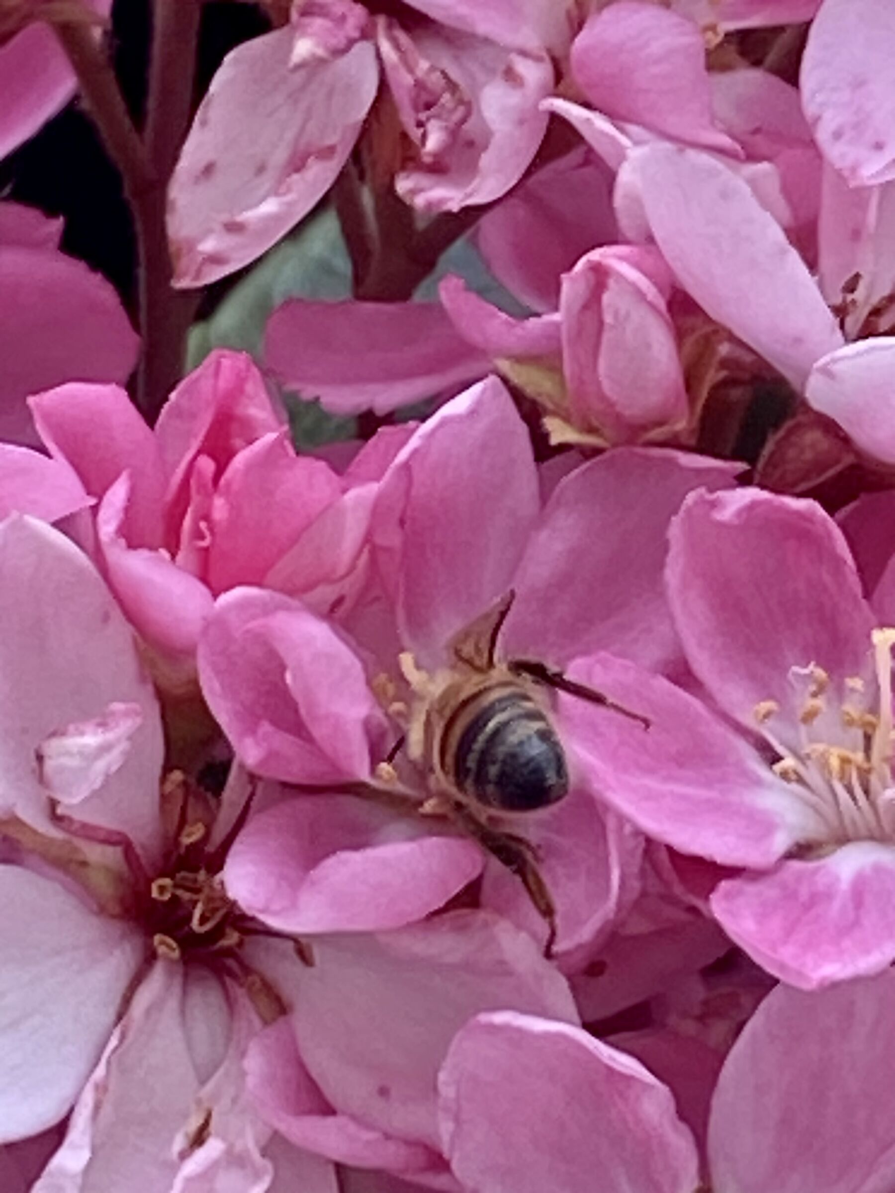 A busy bee