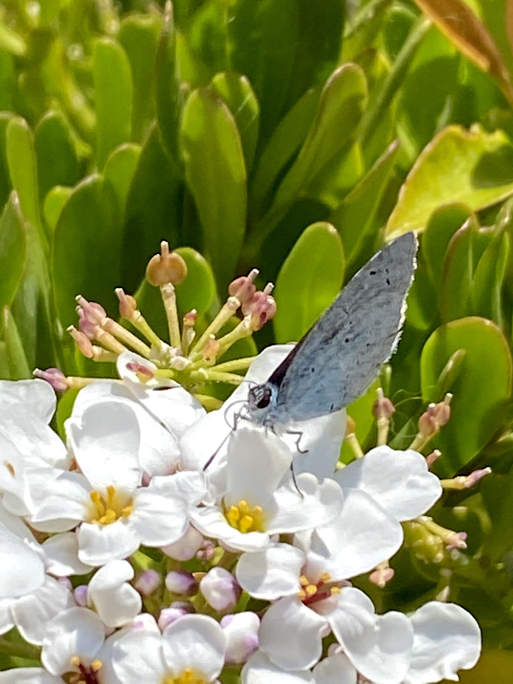 Maculinea on flowers