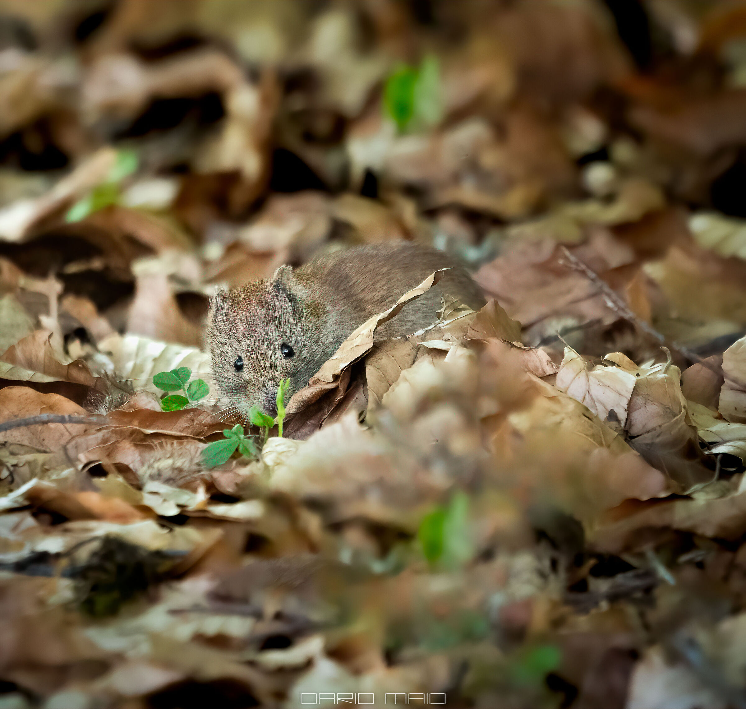 Arvicola Rossastra among the foliage of the National Park.