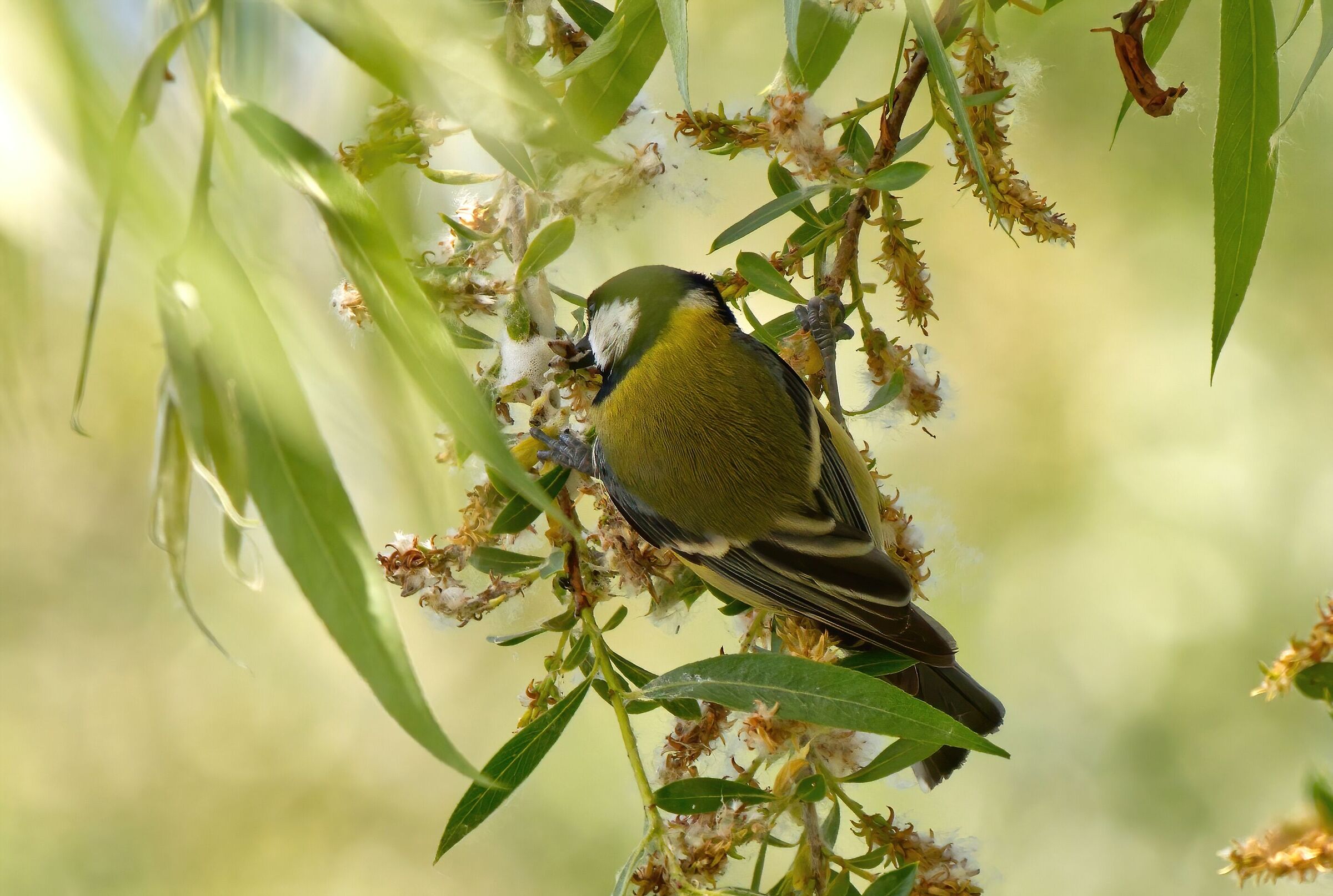 Il pranzo della cinciallegra