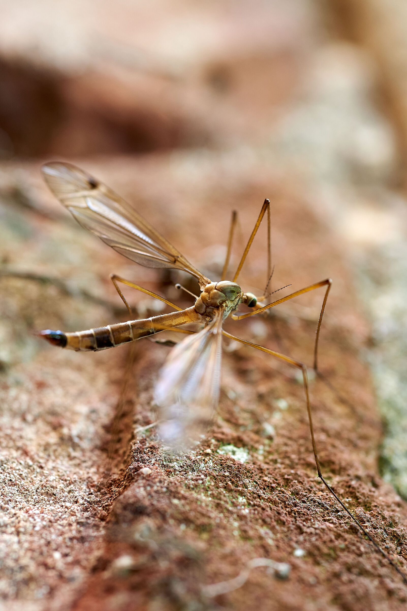 mosquito