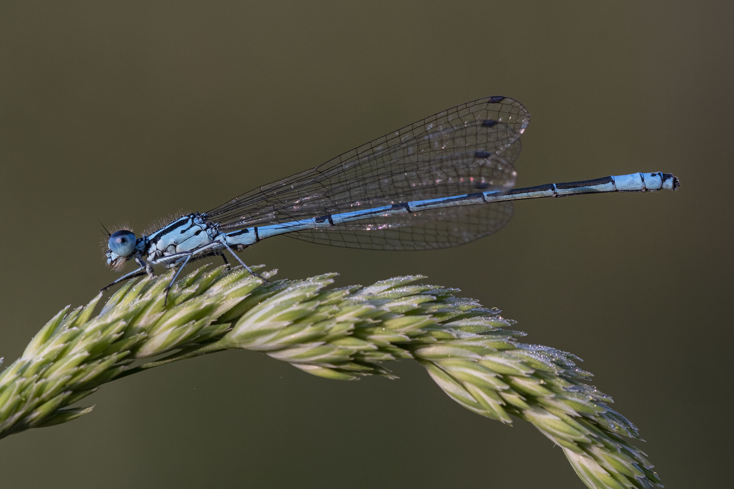 Coenagrion puella
