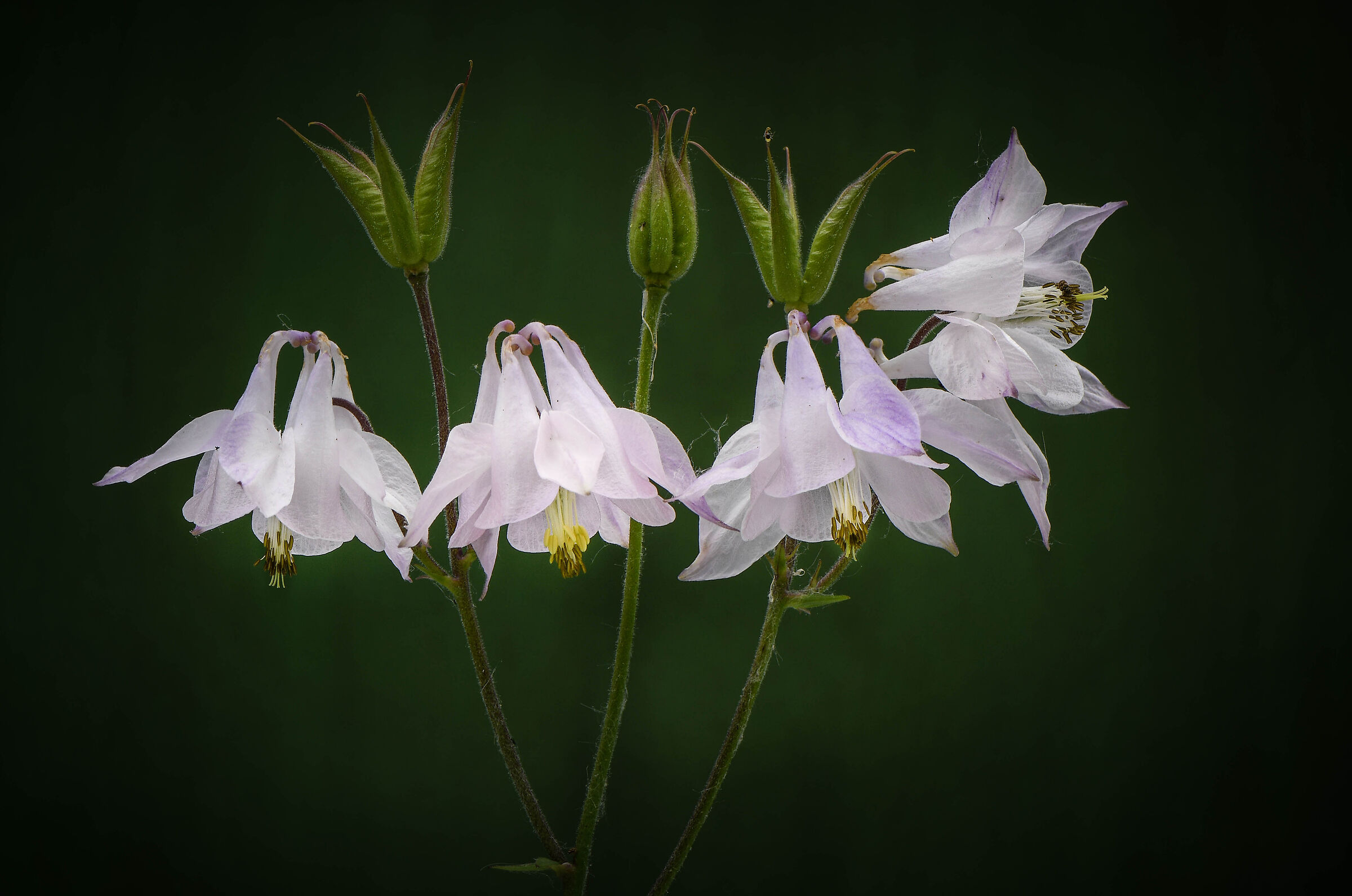 Aquilegia.