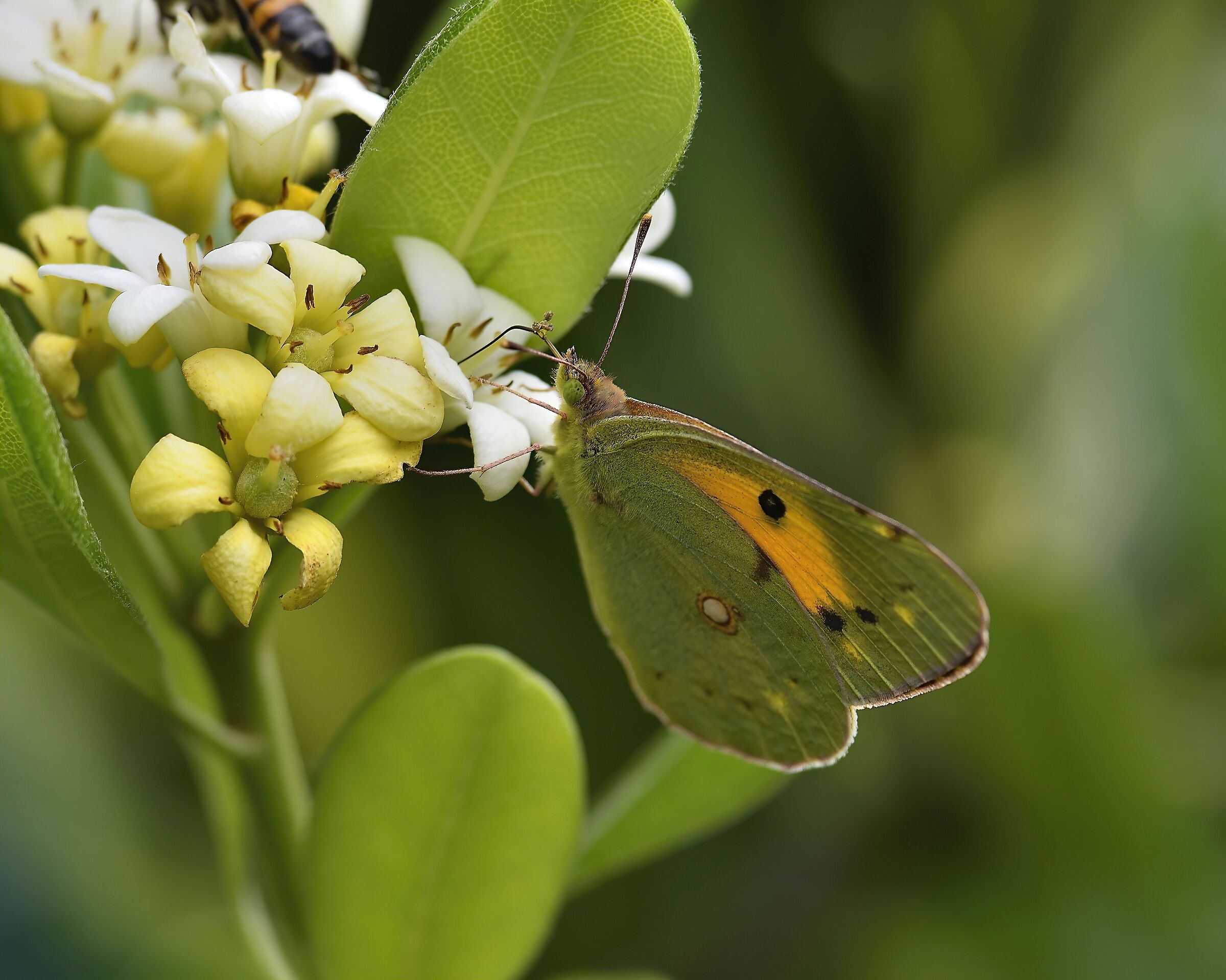 Colias croceus