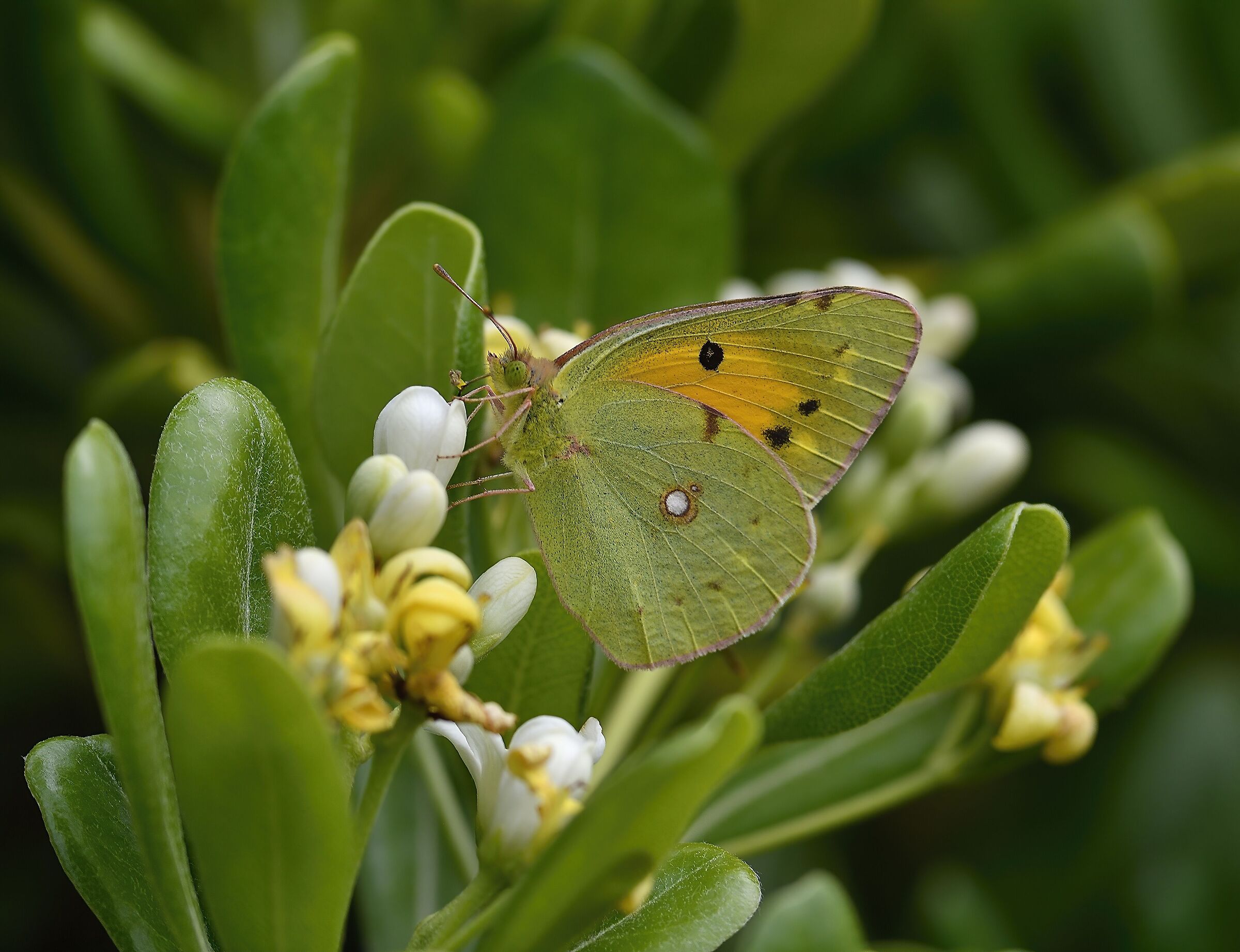 Colias croceus 2