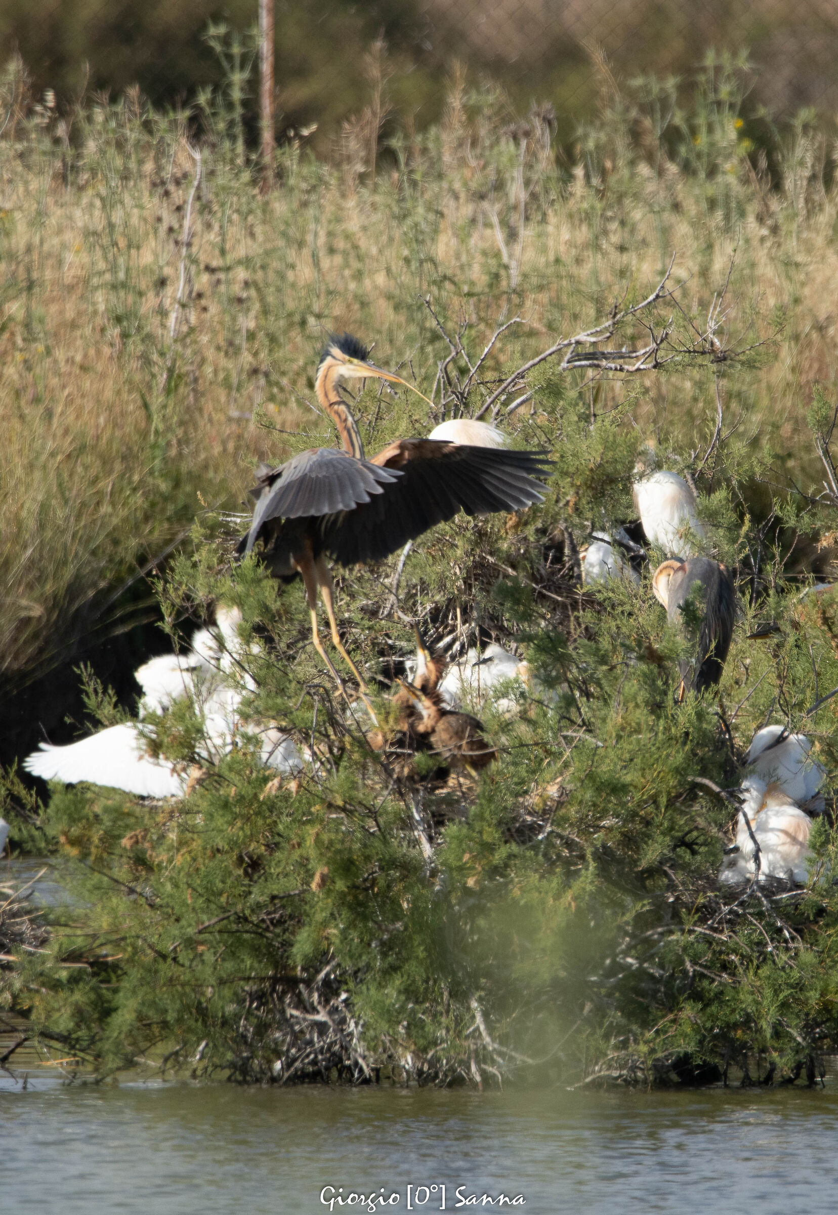 purple heron